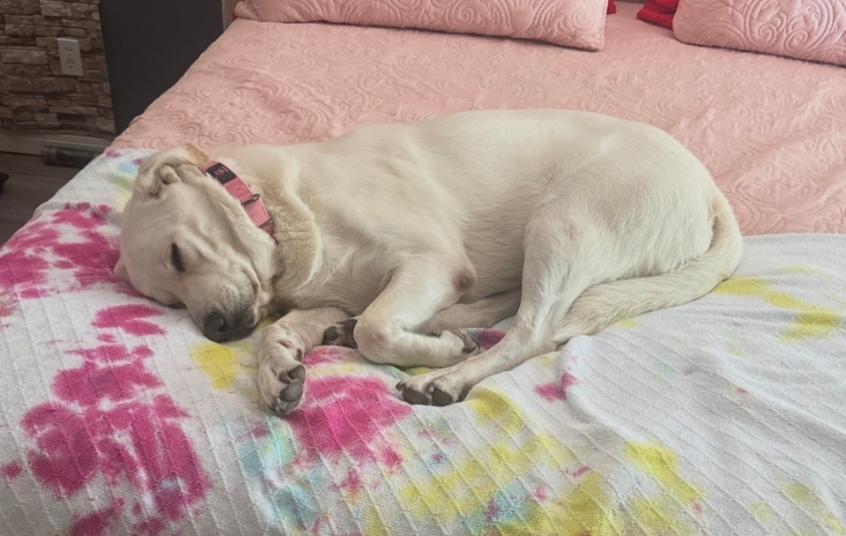 Buffy, adopted, Adult Female Labrador Retriever.