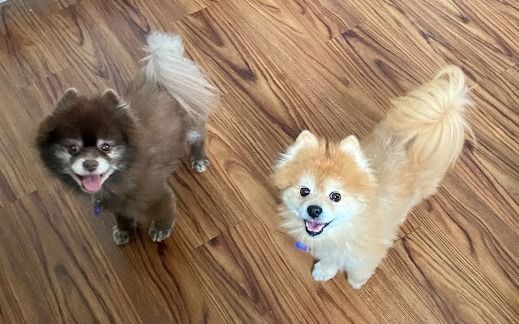 Jack and Beau, Adopted, Adult Male Pomeranian.