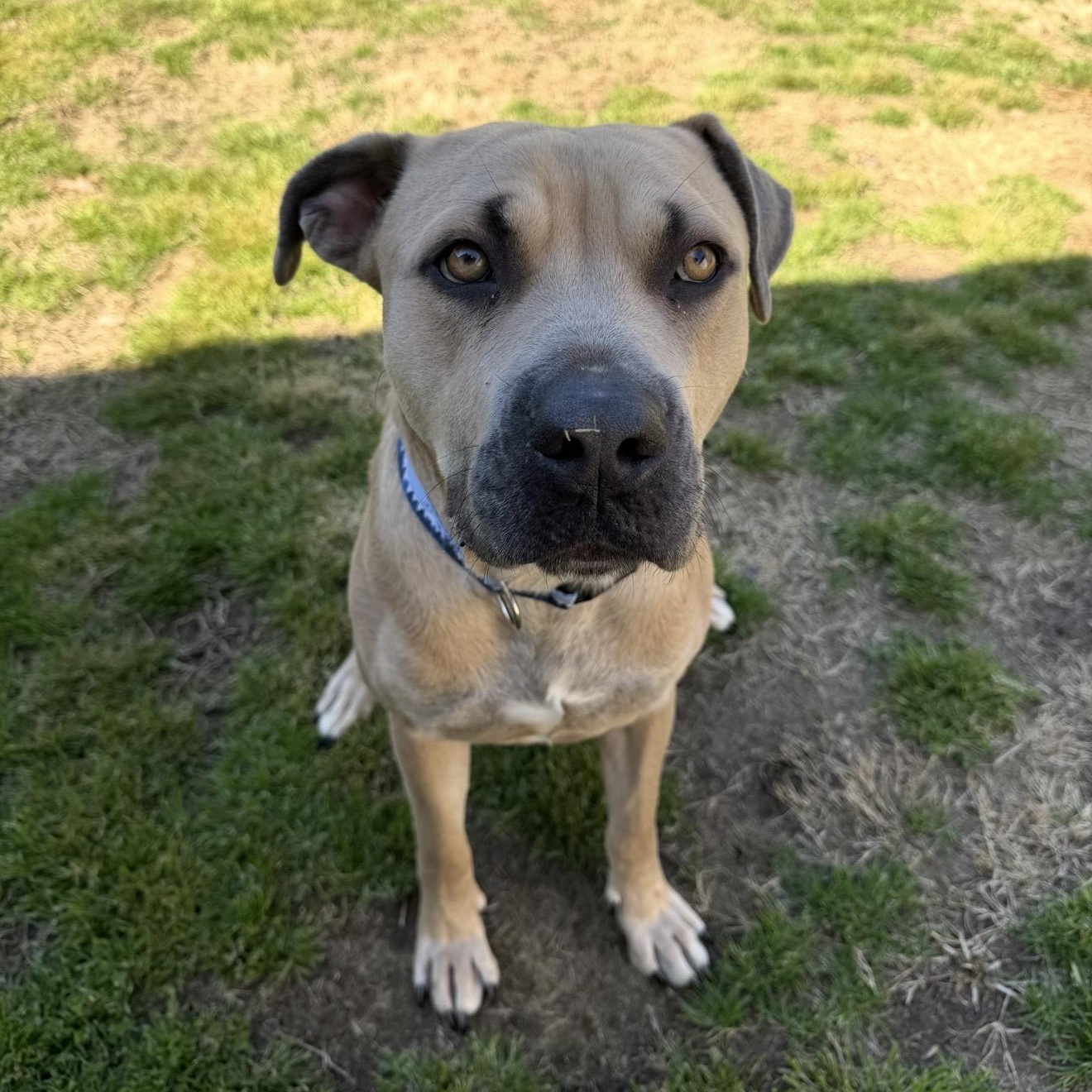 Zeus, ADOPTABLE, Adult Male Mixed Breed.
