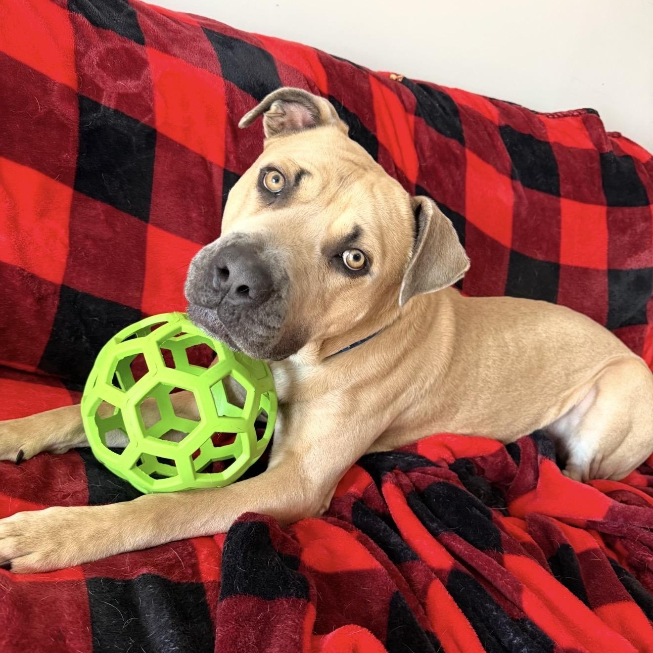 Enlarge Zeus, a ADOPTABLE Mixed Breed in Atoka, TN image 2/3