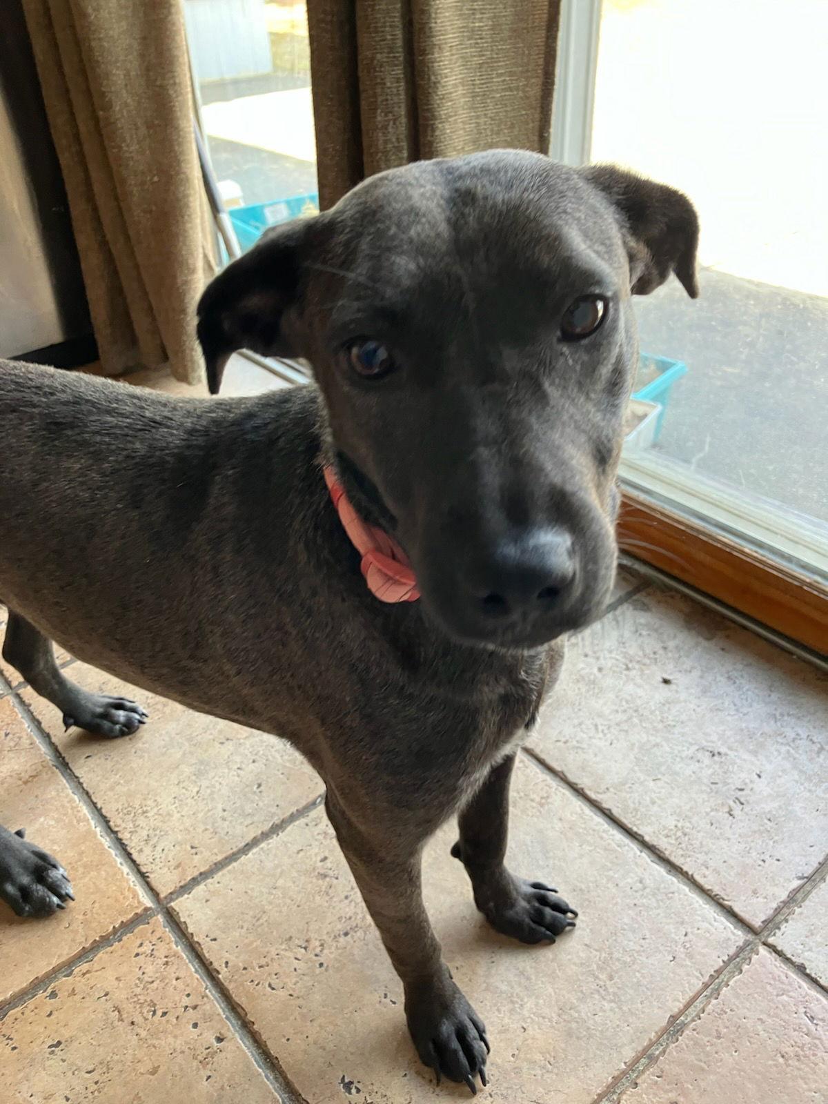 Charlene, Adopted, Young Female Retriever.