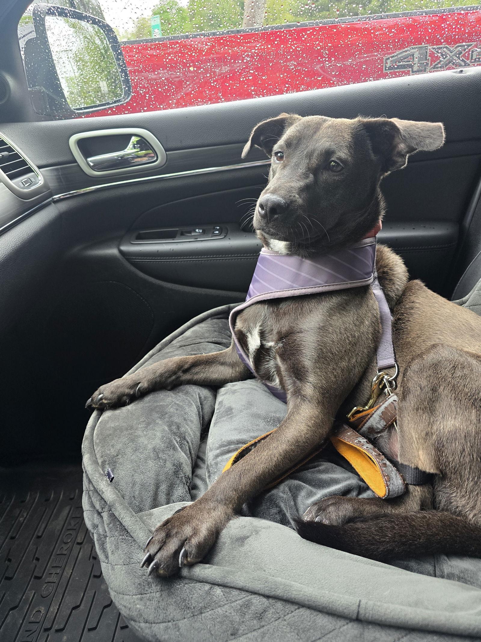 Enlarge Charlene, a Adopted Retriever in Morganville, NJ image 3/3