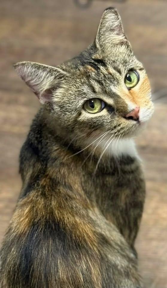 Rhonda, Adopted, Adult Female Domestic Short Hair.