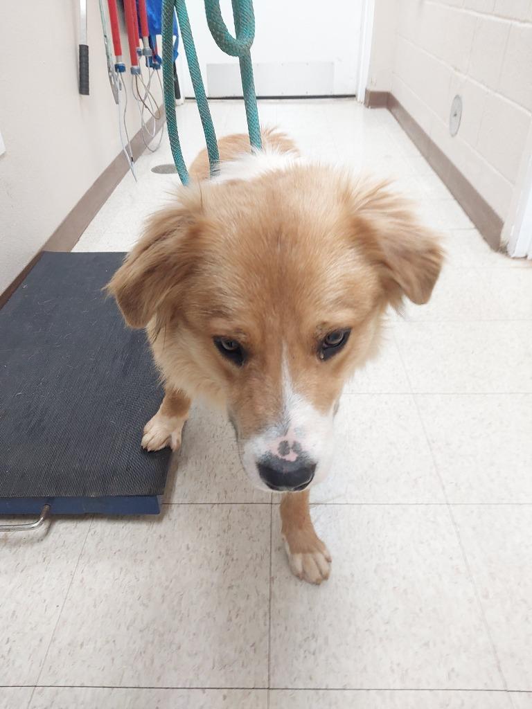 No Creek Rd 2(Bacchus), Adoptable, Young Male Australian Shepherd.