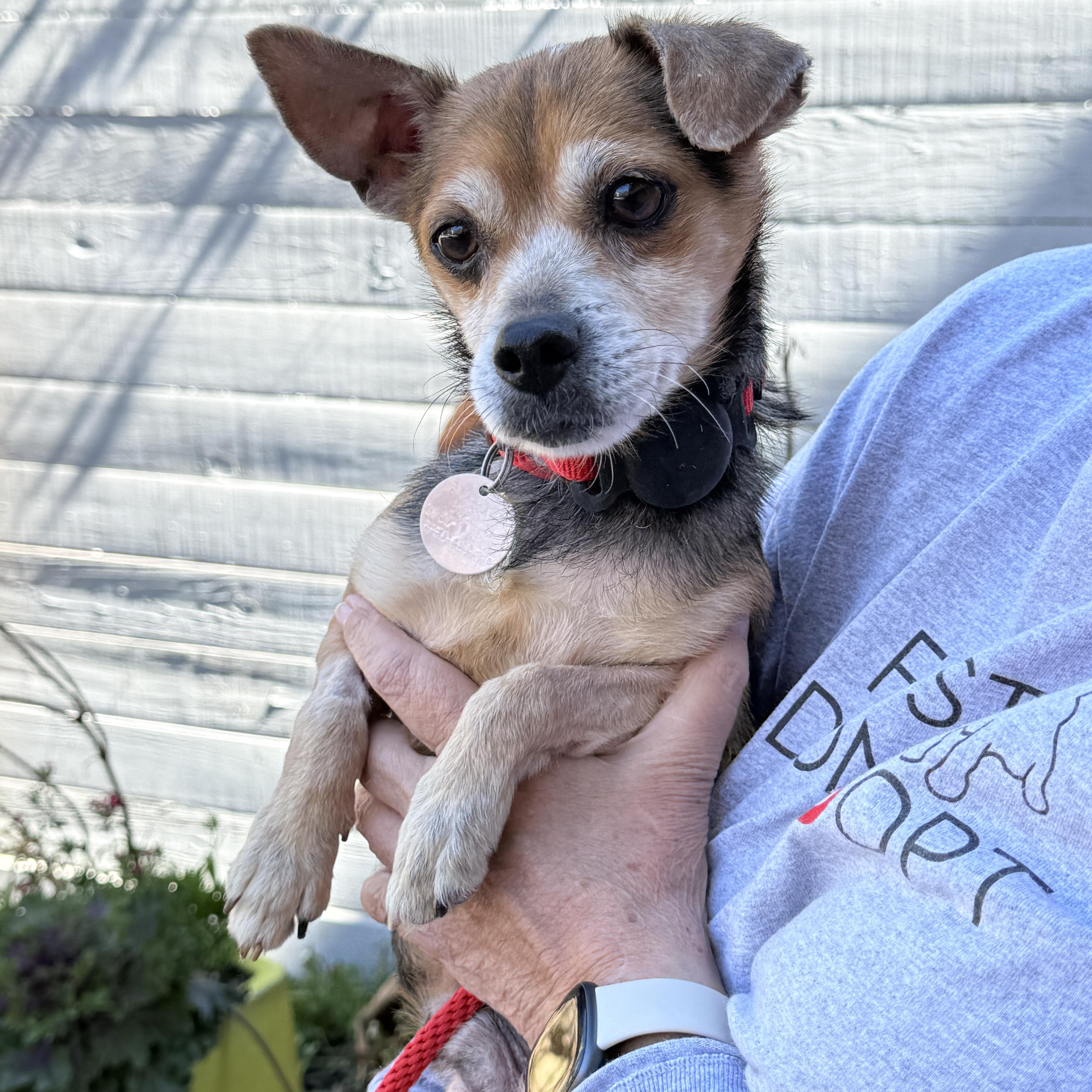 Chase Holden, ADOPTABLE, Adult Male Chiweenie.