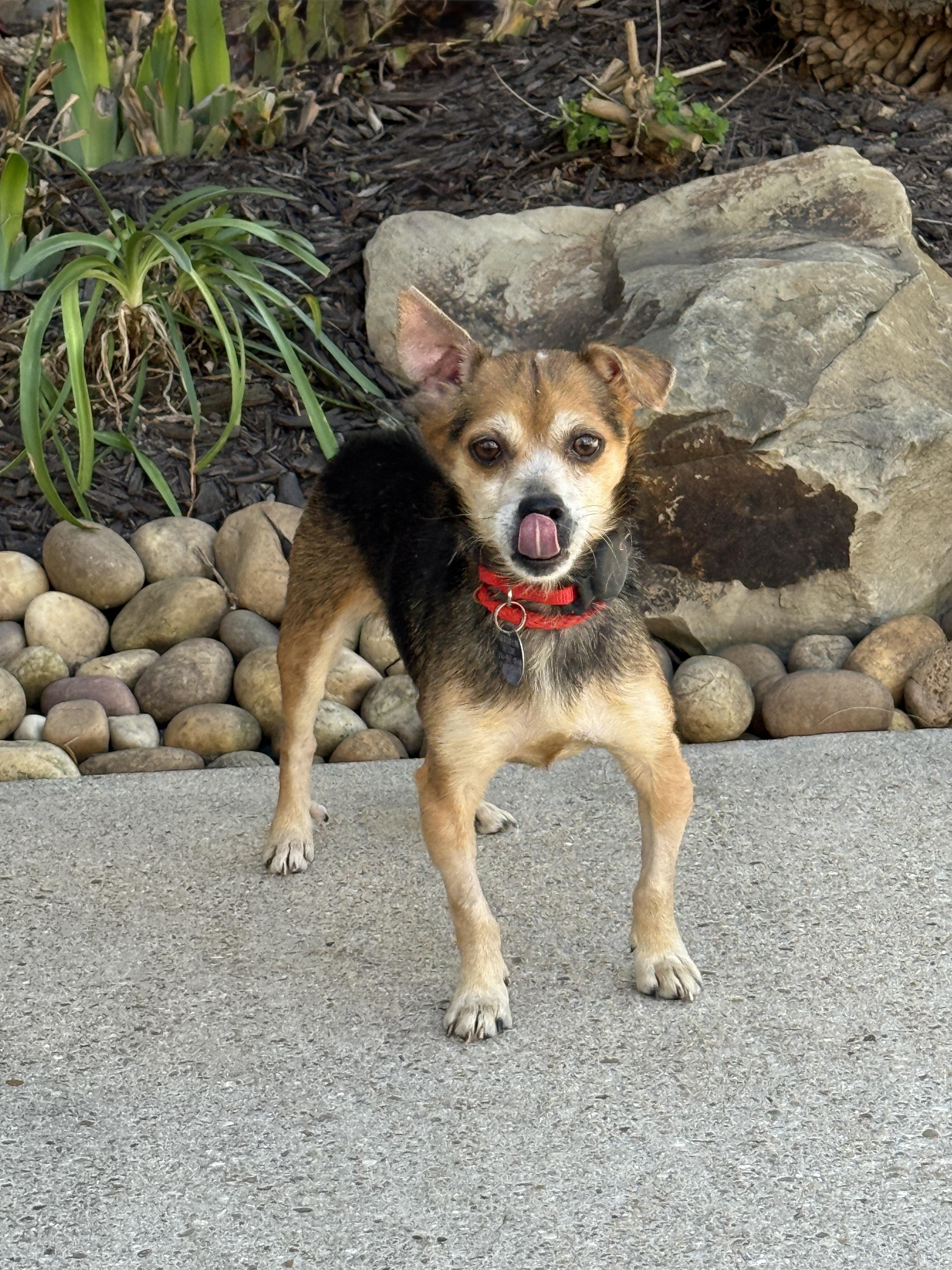 Enlarge Chase Holden, a ADOPTABLE mixed breed in Houston, TX image 2/6