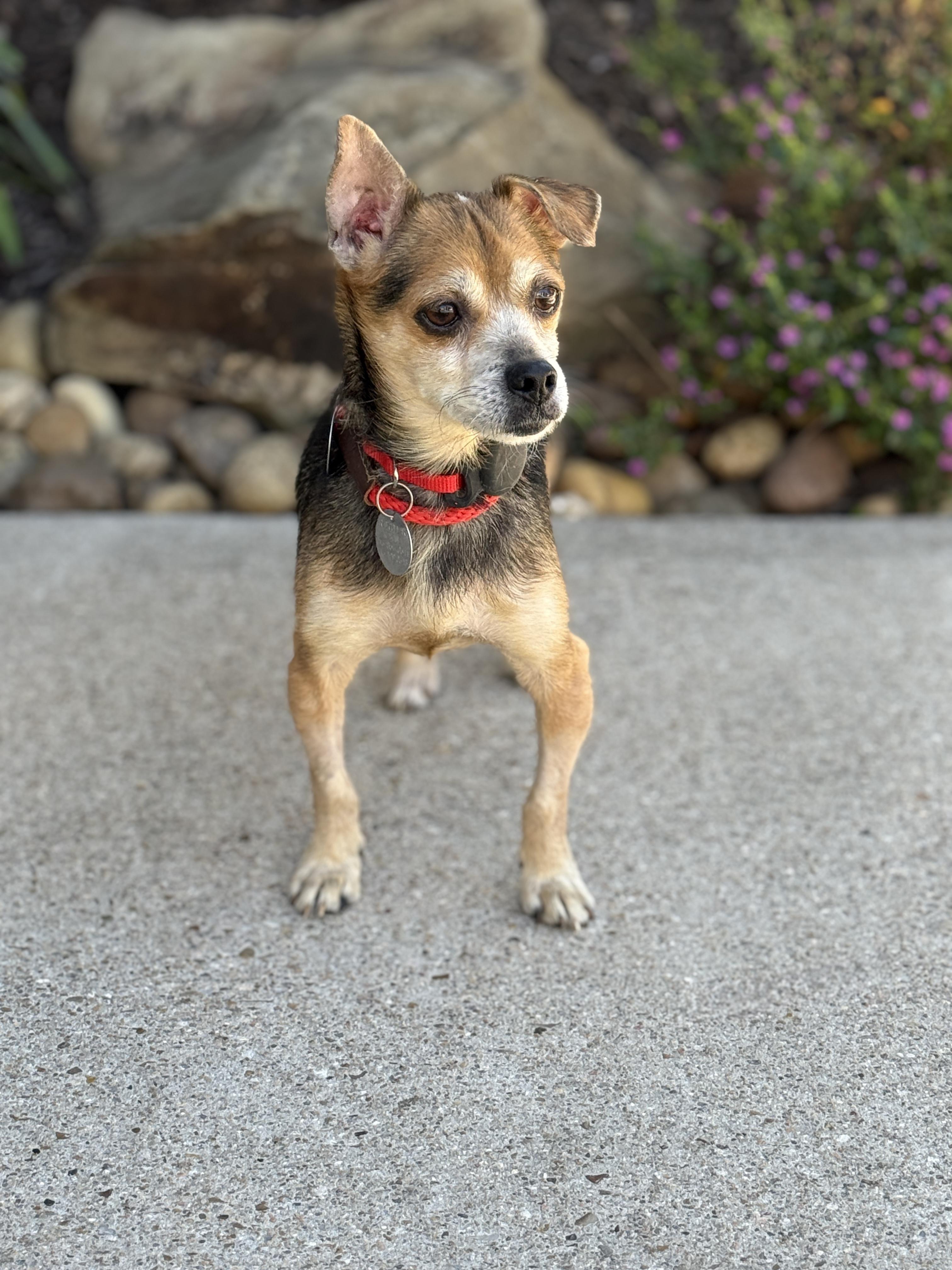 Enlarge Chase Holden, a ADOPTABLE mixed breed in Houston, TX image 5/6