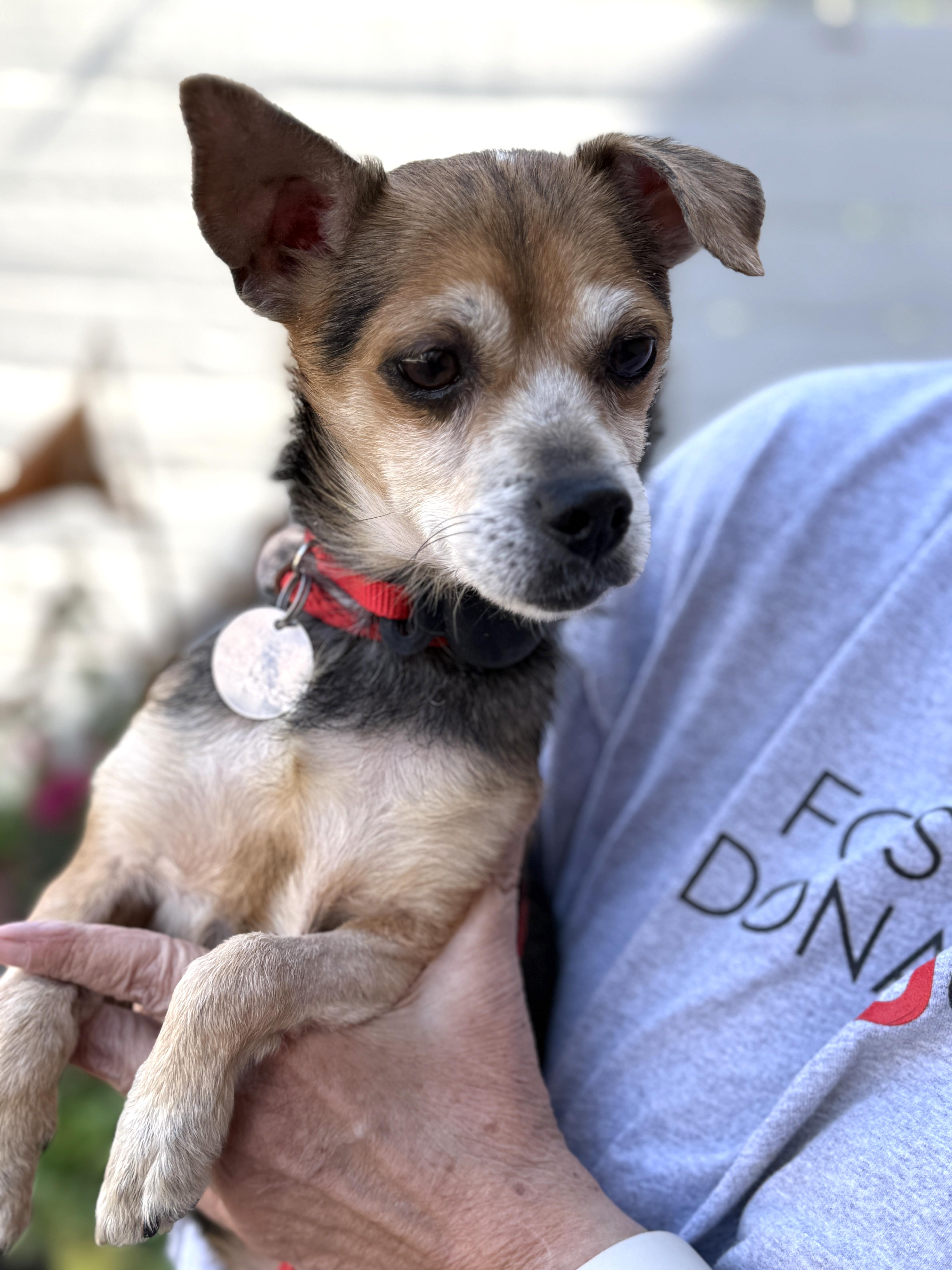 Enlarge Chase Holden, a ADOPTABLE mixed breed in Houston, TX image 6/6