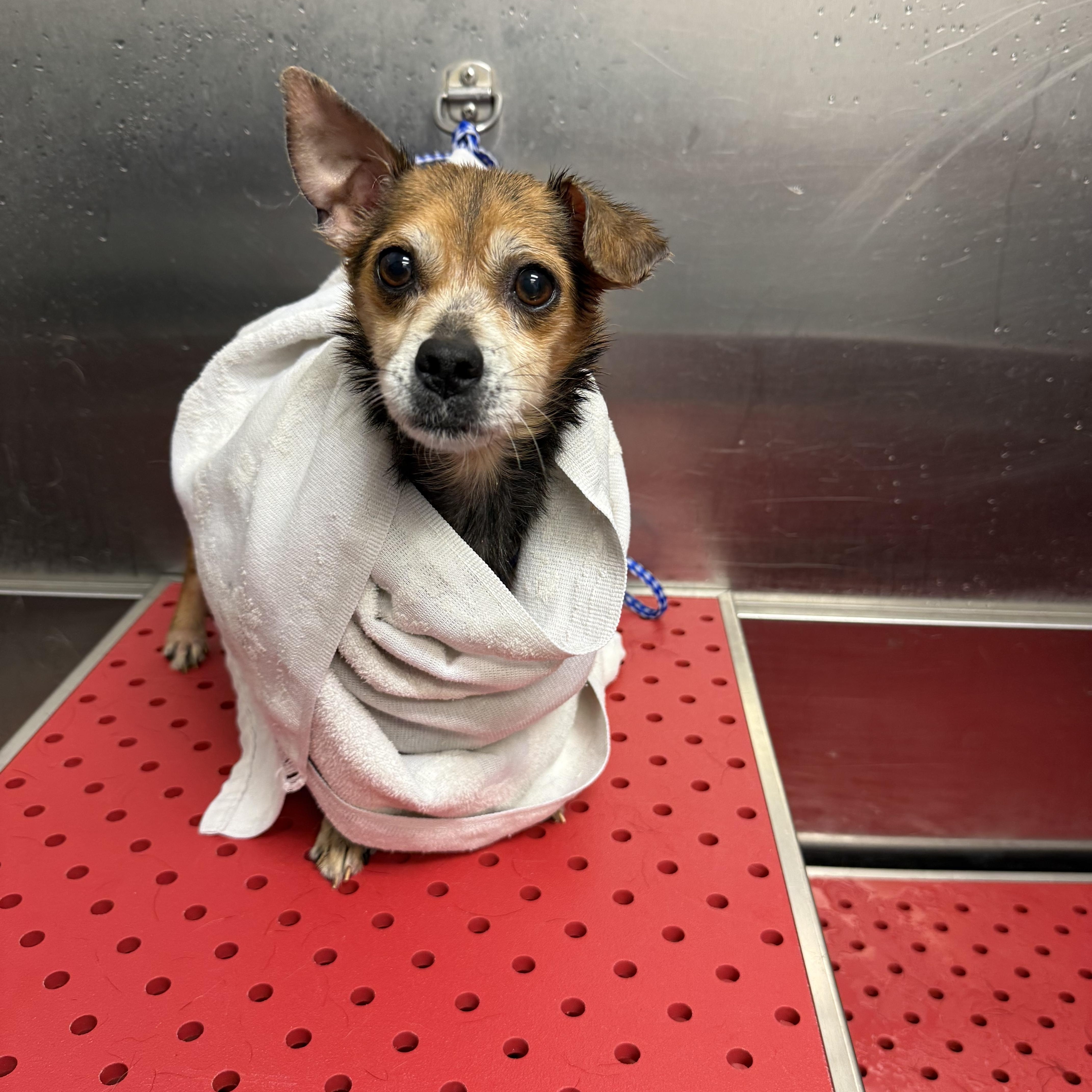 Enlarge Chase Holden, a ADOPTABLE mixed breed in Houston, TX image 3/6