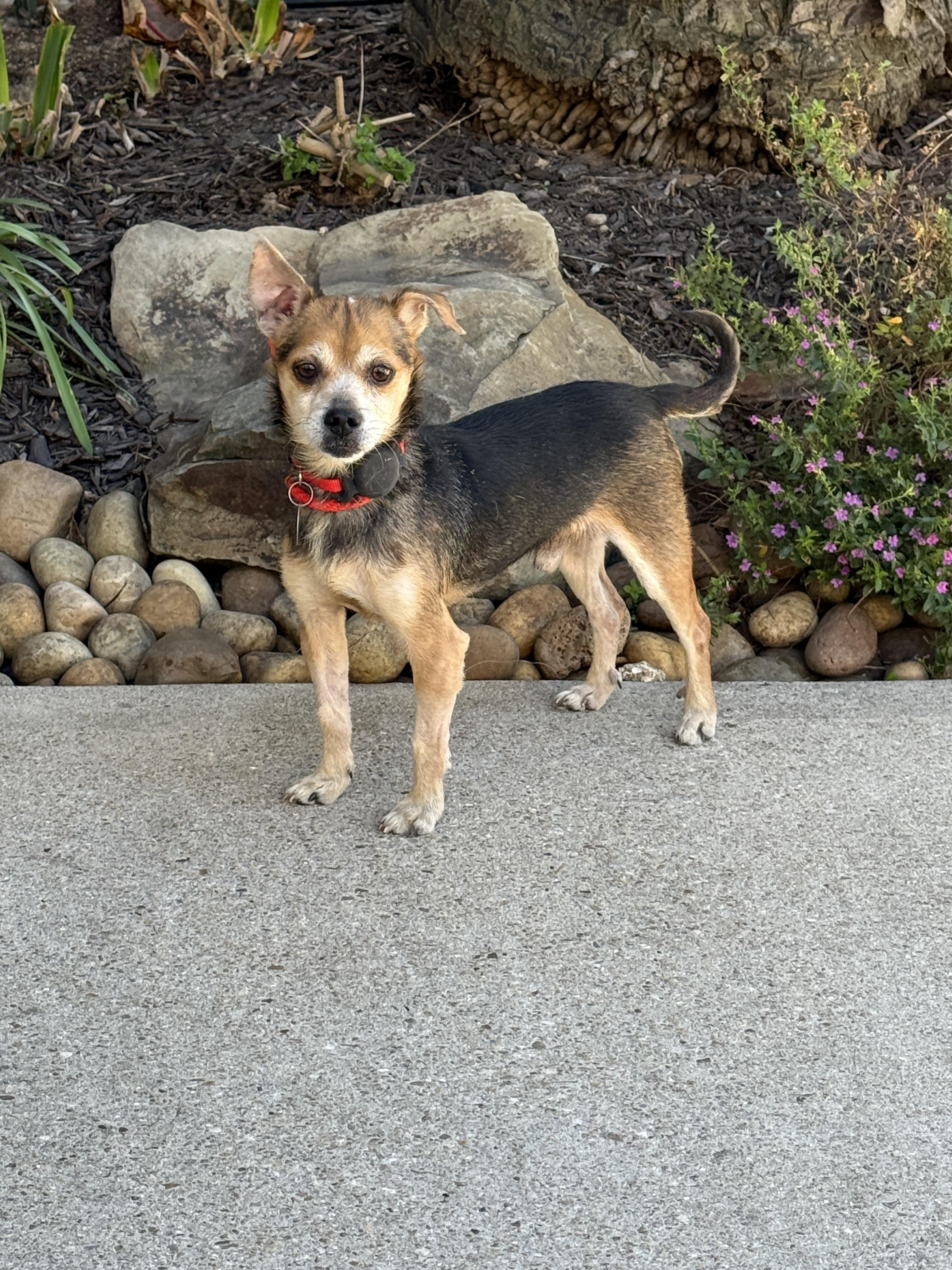 Chase Holden, ADOPTABLE, Adult Male Chiweenie.