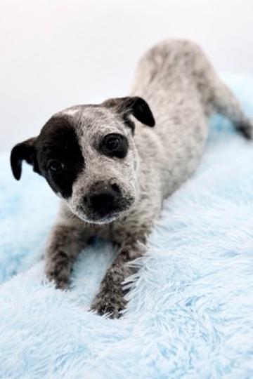 Enlarge Beanbag, an adopted mixed breed in Covington, LA image 3/6