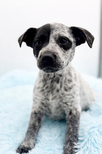 Enlarge Beanbag, an adopted mixed breed in Covington, LA image 6/6