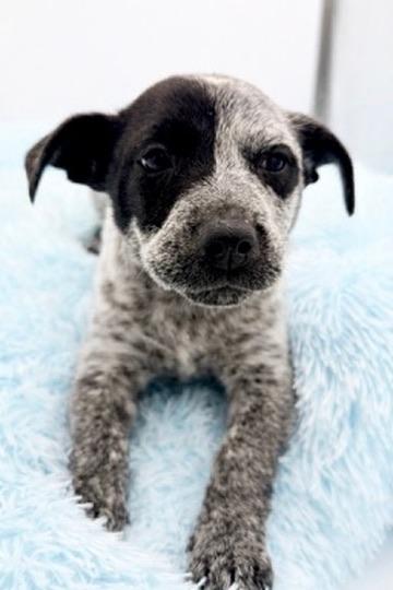 Enlarge Beanbag, an adopted mixed breed in Covington, LA image 4/6