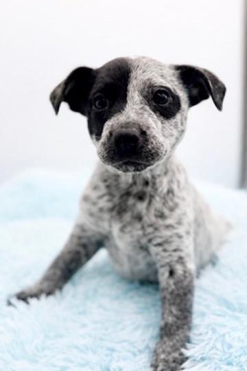 Beanbag, adopted, Puppy Female Australian Cattle Dog / Blue Heeler & Yellow Labrador Retriever.