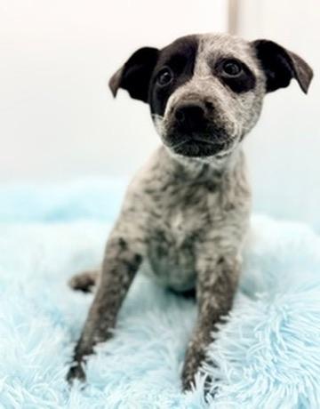 Enlarge Beanbag, an adopted mixed breed in Covington, LA image 5/6
