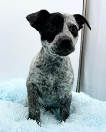 Enlarge Beanbag, an adopted mixed breed in Covington, LA image 2/6