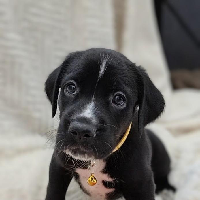 Kaia, Adoptable, Puppy Female Labrador Retriever.