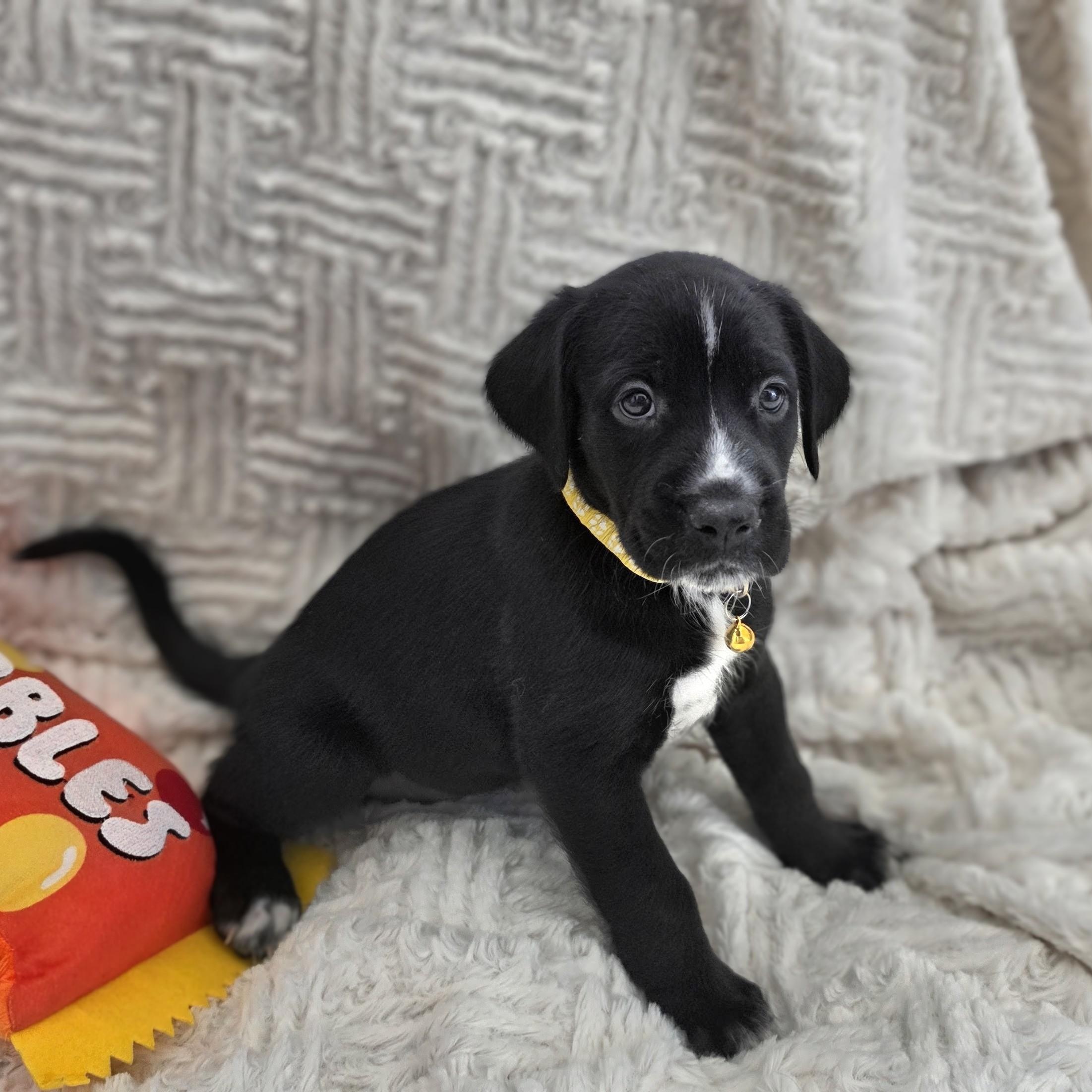 Enlarge Kaia, a Adoptable mixed breed in Lancaster, PA image 6/6