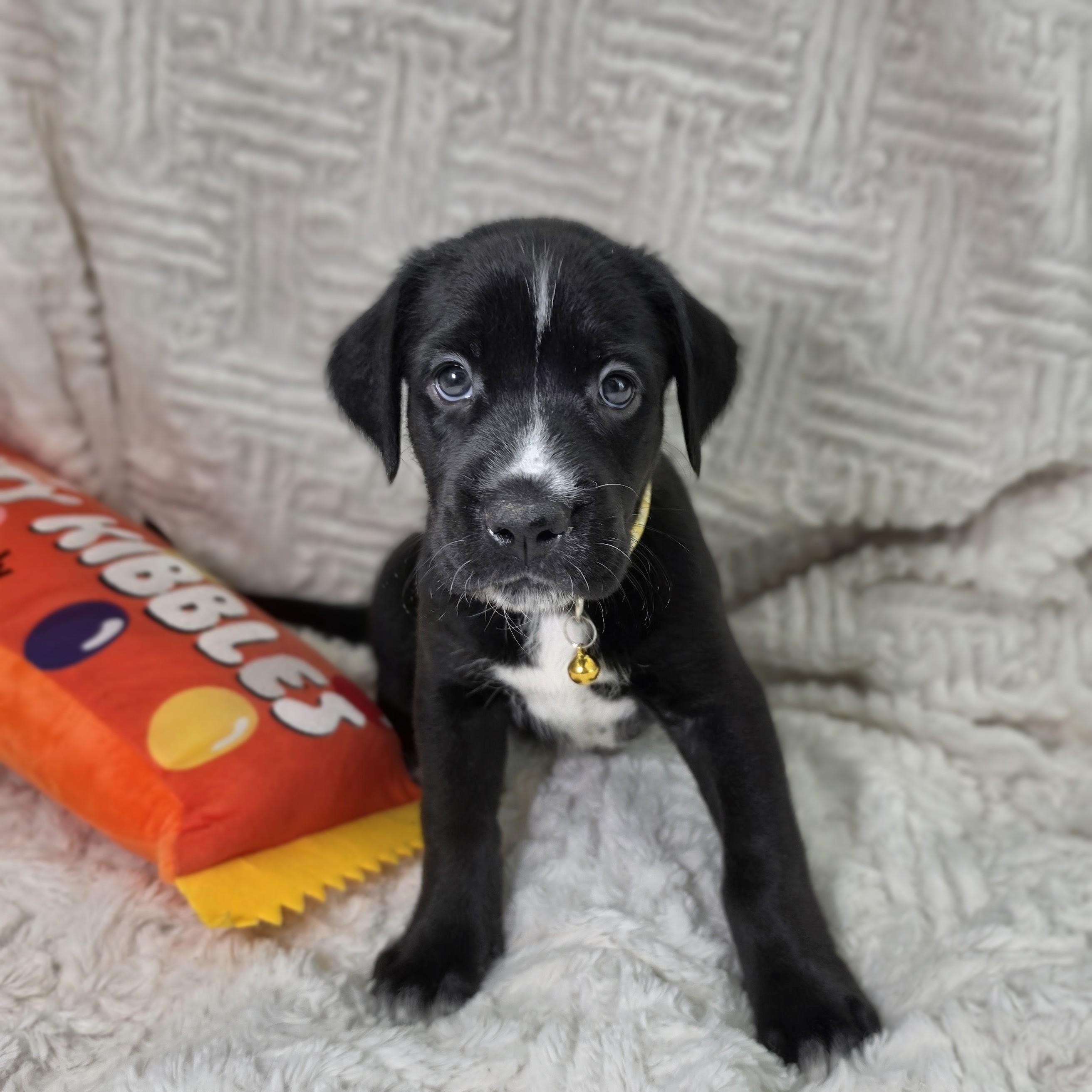 Enlarge Kaia, a Adoptable mixed breed in Lancaster, PA image 2/6