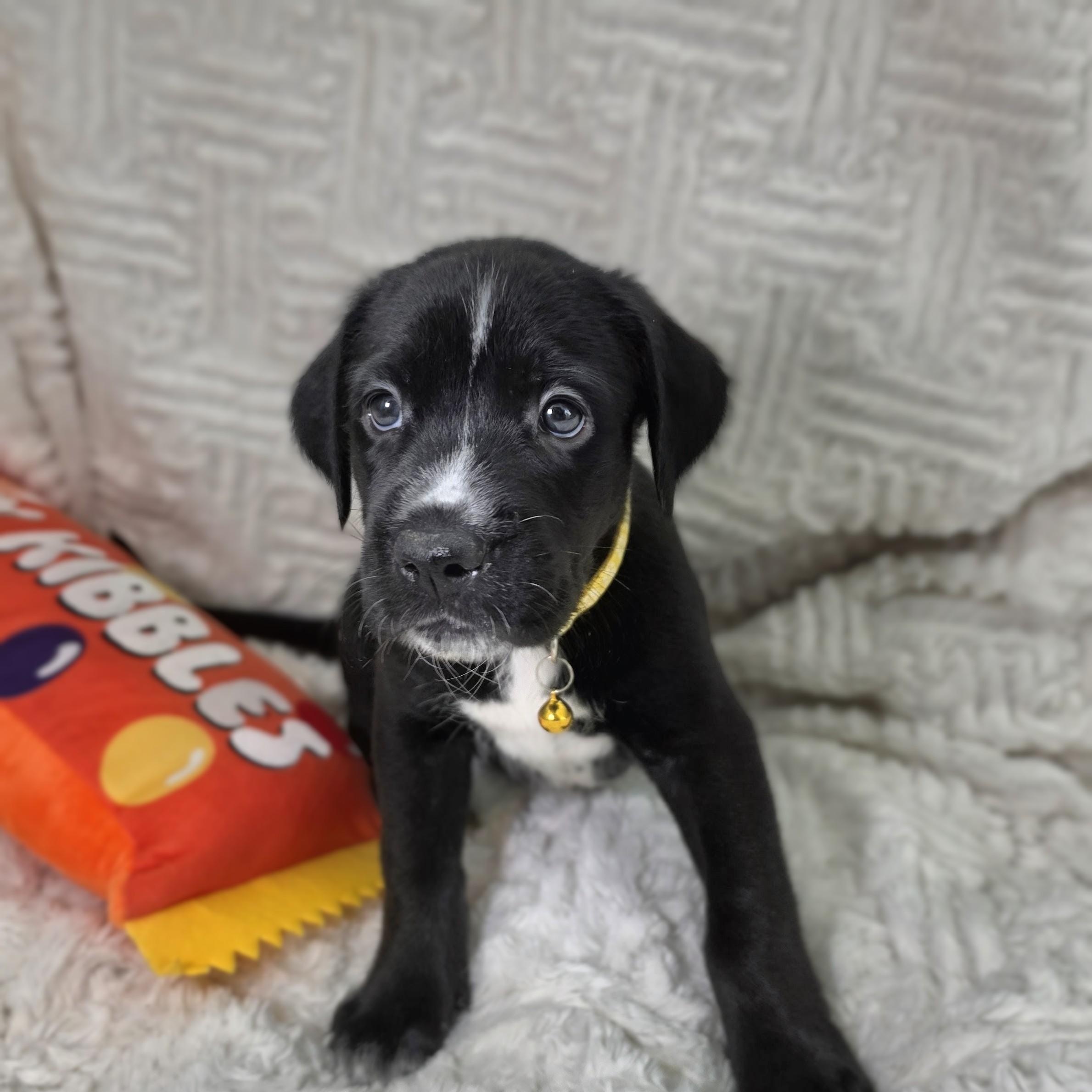 Enlarge Kaia, a Adoptable mixed breed in Lancaster, PA image 3/6