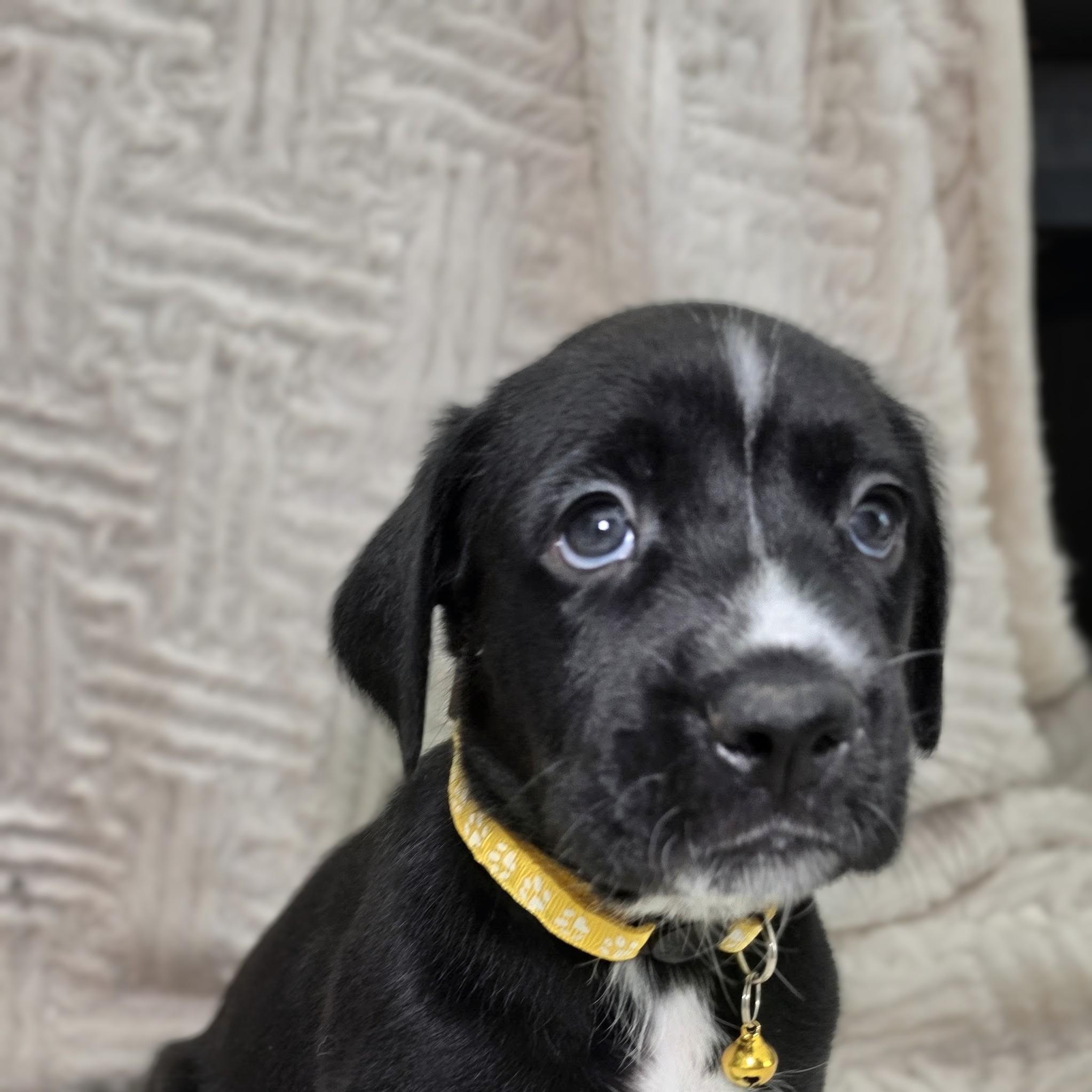 Enlarge Kaia, a Adoptable mixed breed in Lancaster, PA image 5/6