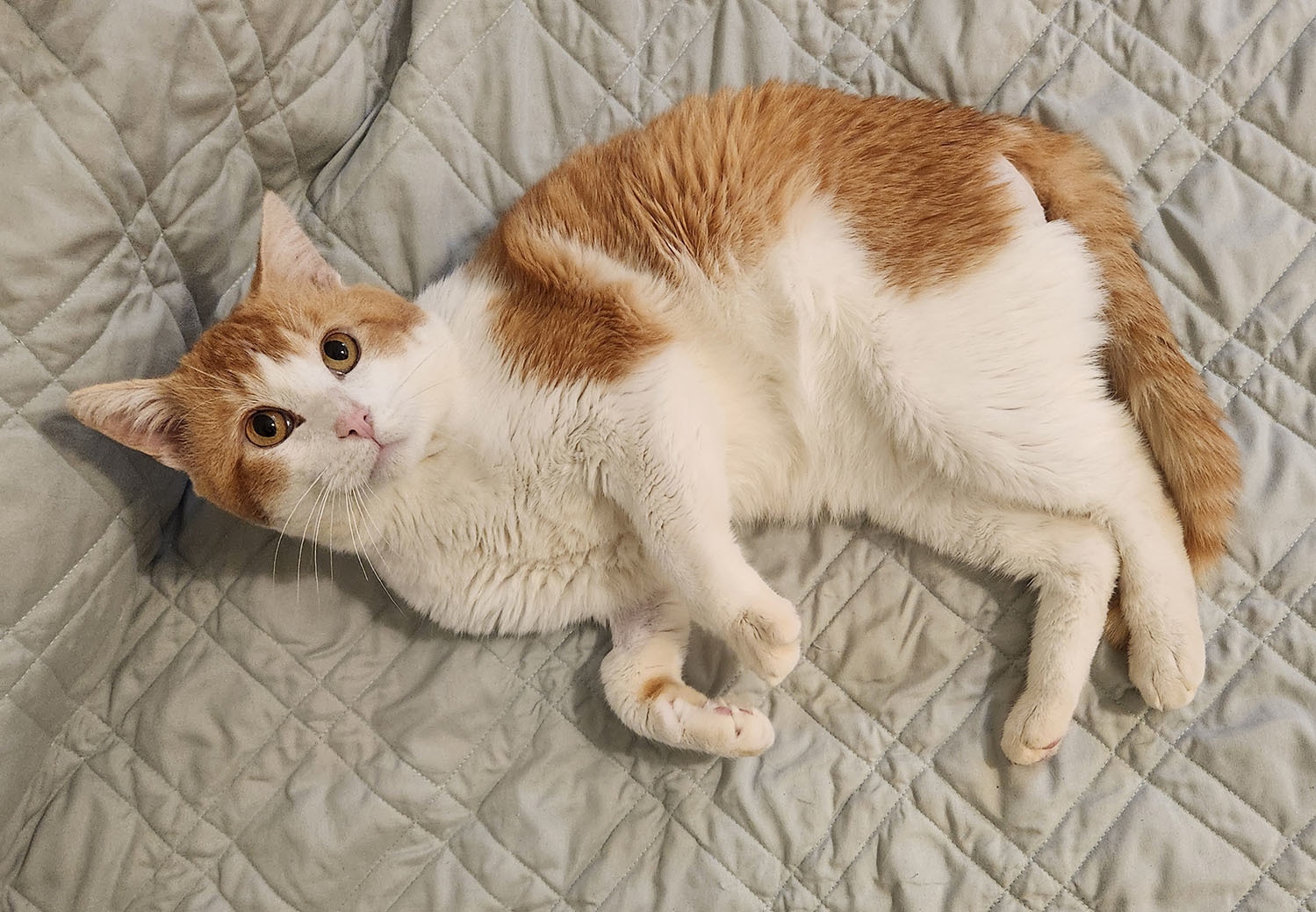 Macaroni, a Adoptable Domestic Short Hair in Yucaipa, CA image 1/5