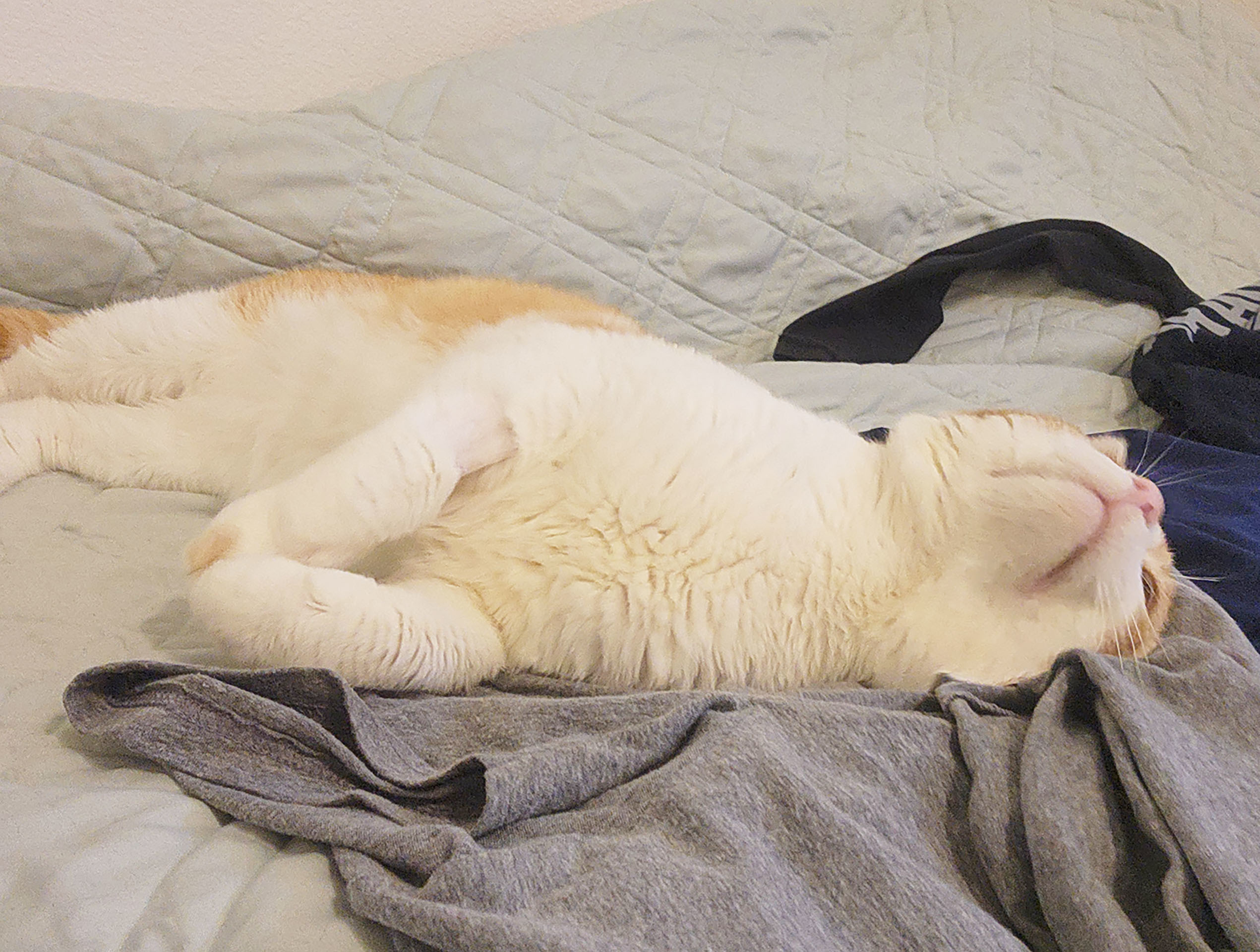 Macaroni, a Adoptable Domestic Short Hair in Yucaipa, CA image 2/5