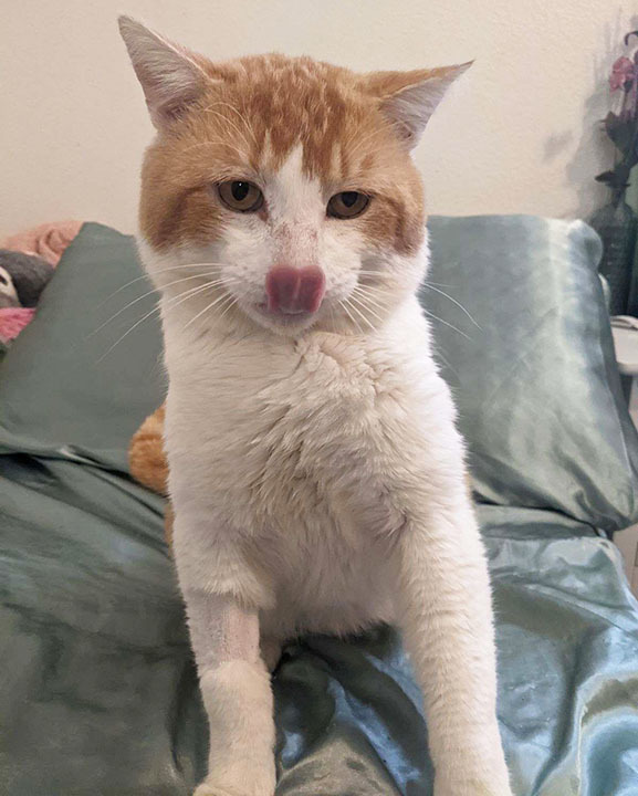 Macaroni, a Adoptable Domestic Short Hair in Yucaipa, CA image 3/5