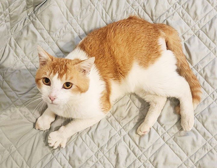 Macaroni, a Adoptable Domestic Short Hair in Yucaipa, CA image 4/5