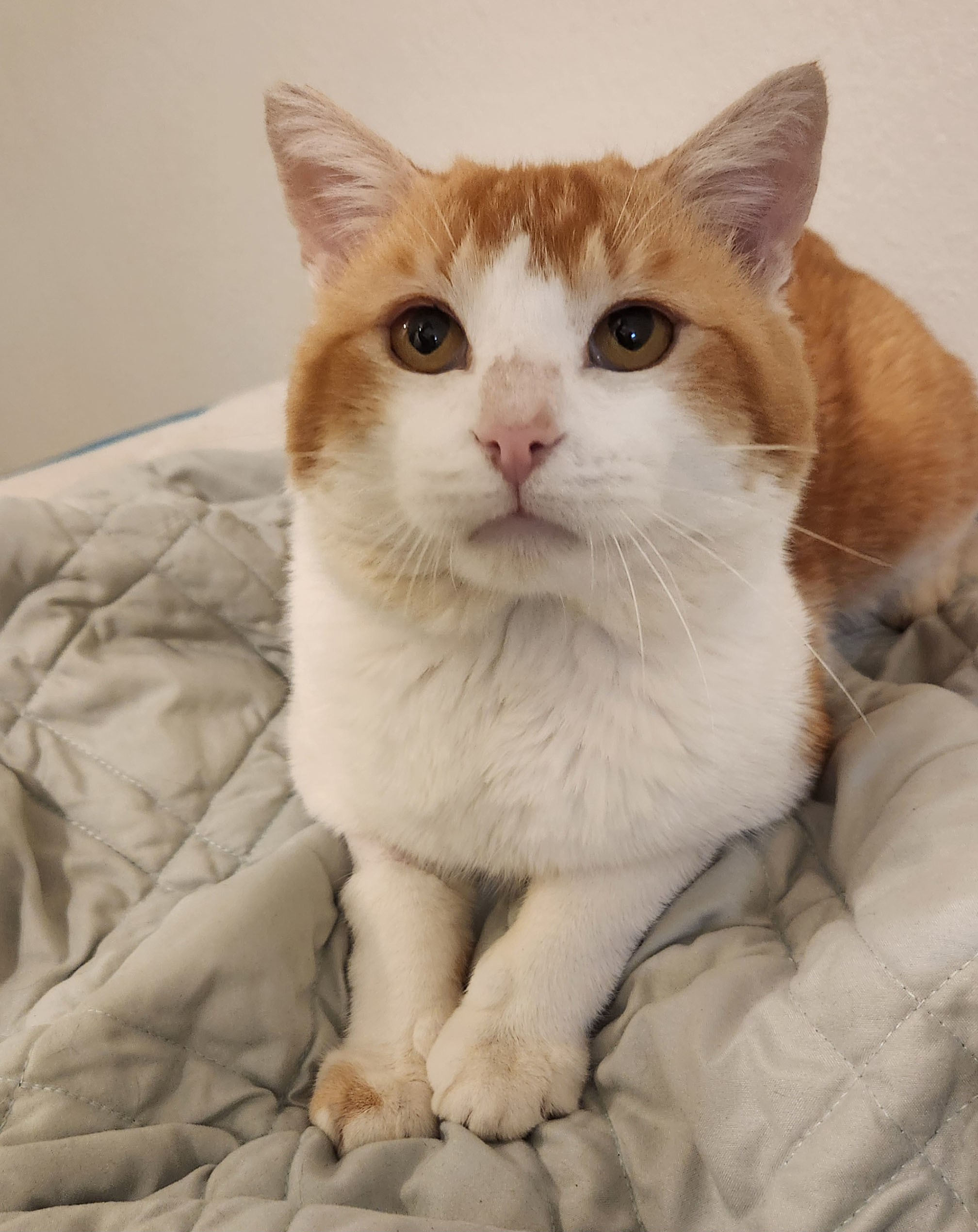 Macaroni, a Adoptable Domestic Short Hair in Yucaipa, CA image 5/5