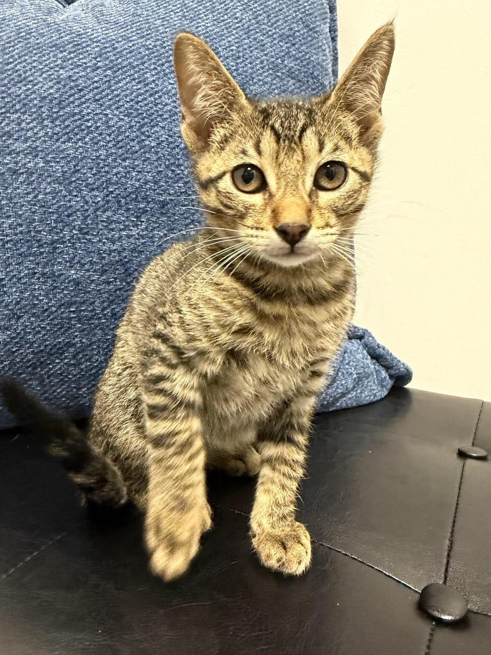 Cognac, Adoptable, Young Male Domestic Medium Hair.