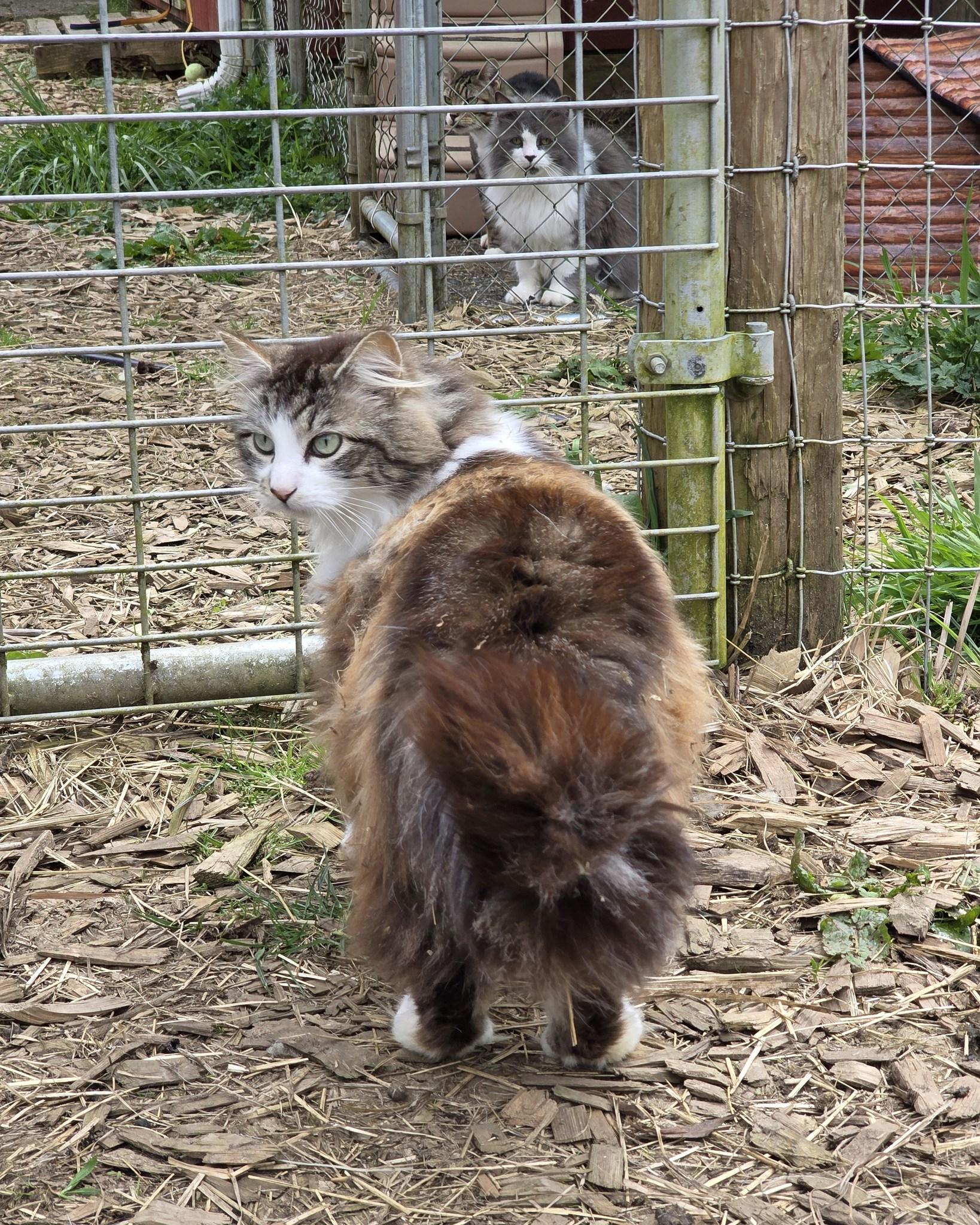 Enlarge Swish, a ADOPTABLE mixed breed in Oakville, WA image 3/3