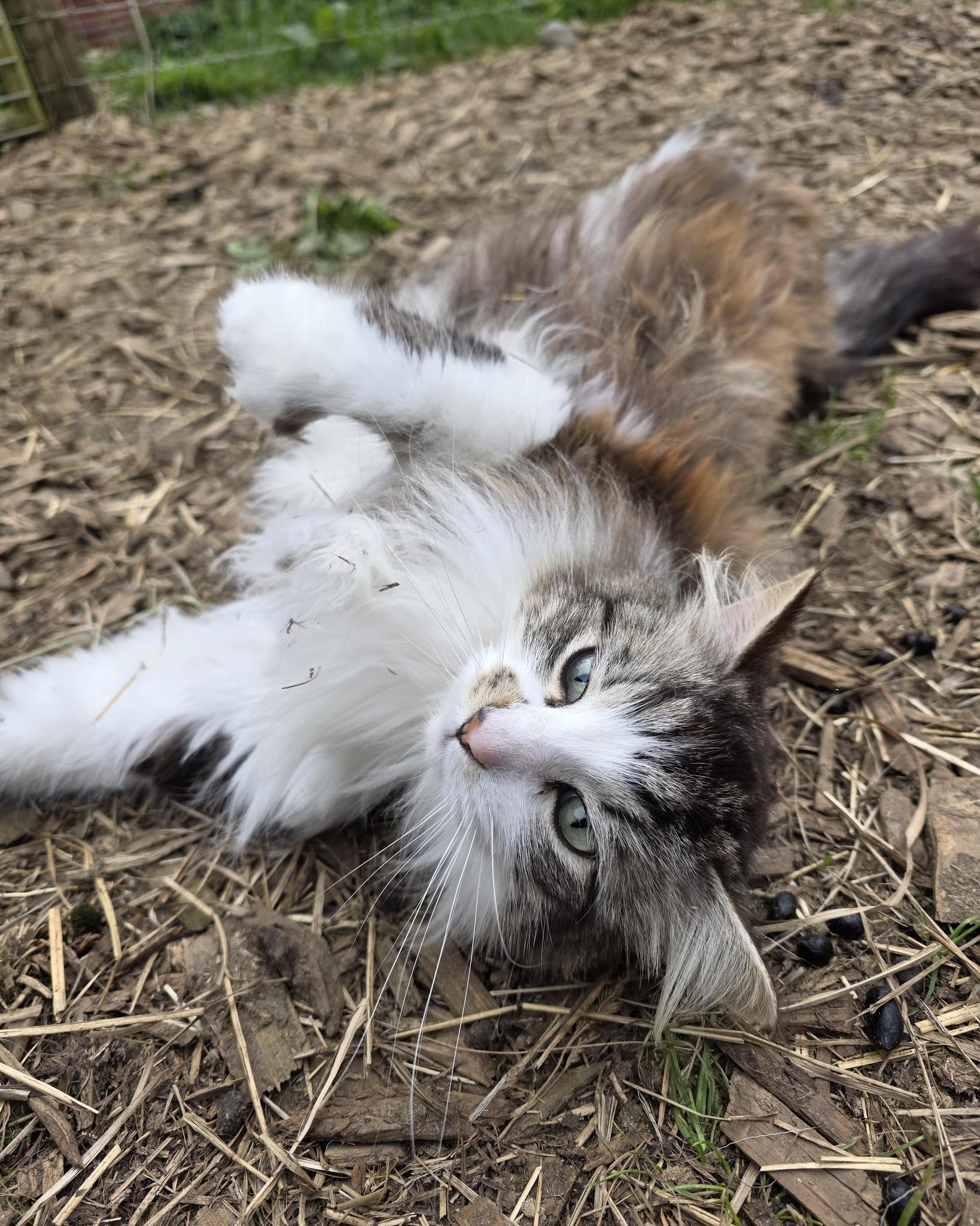 Swish, ADOPTABLE, Adult Male Domestic Long Hair.