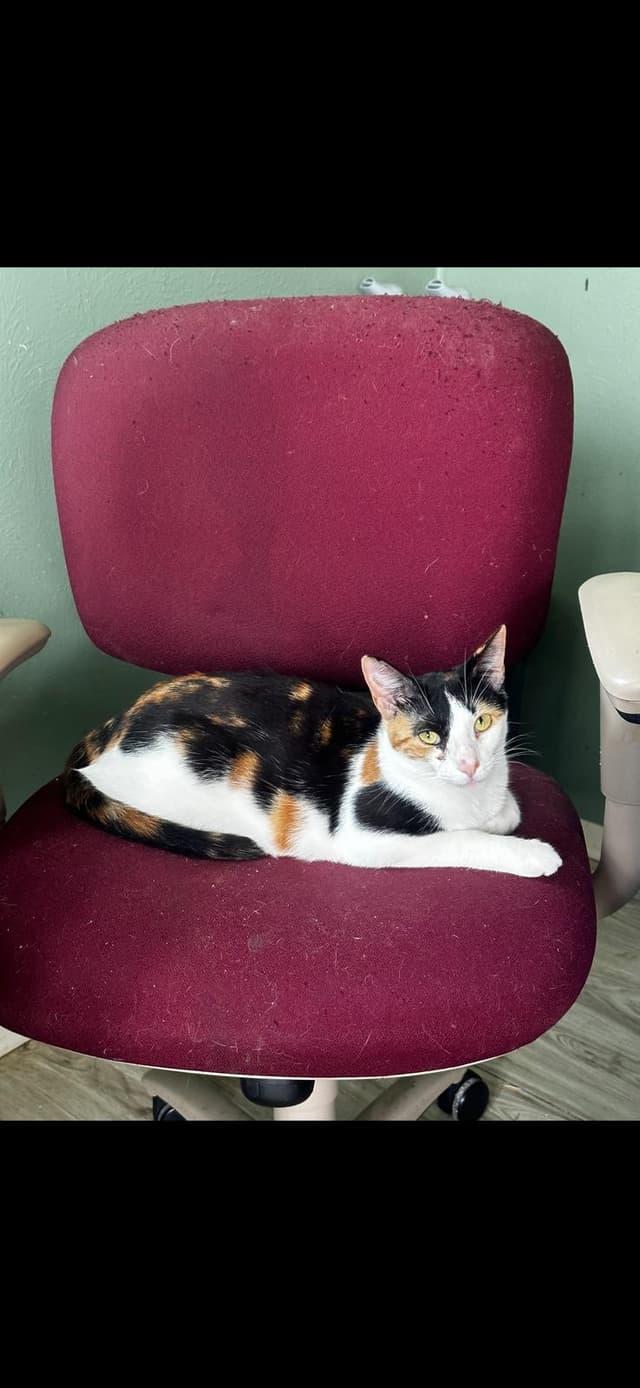 Enlarge Spice, a Adoptable mixed breed in Arlington, TX image 1/1