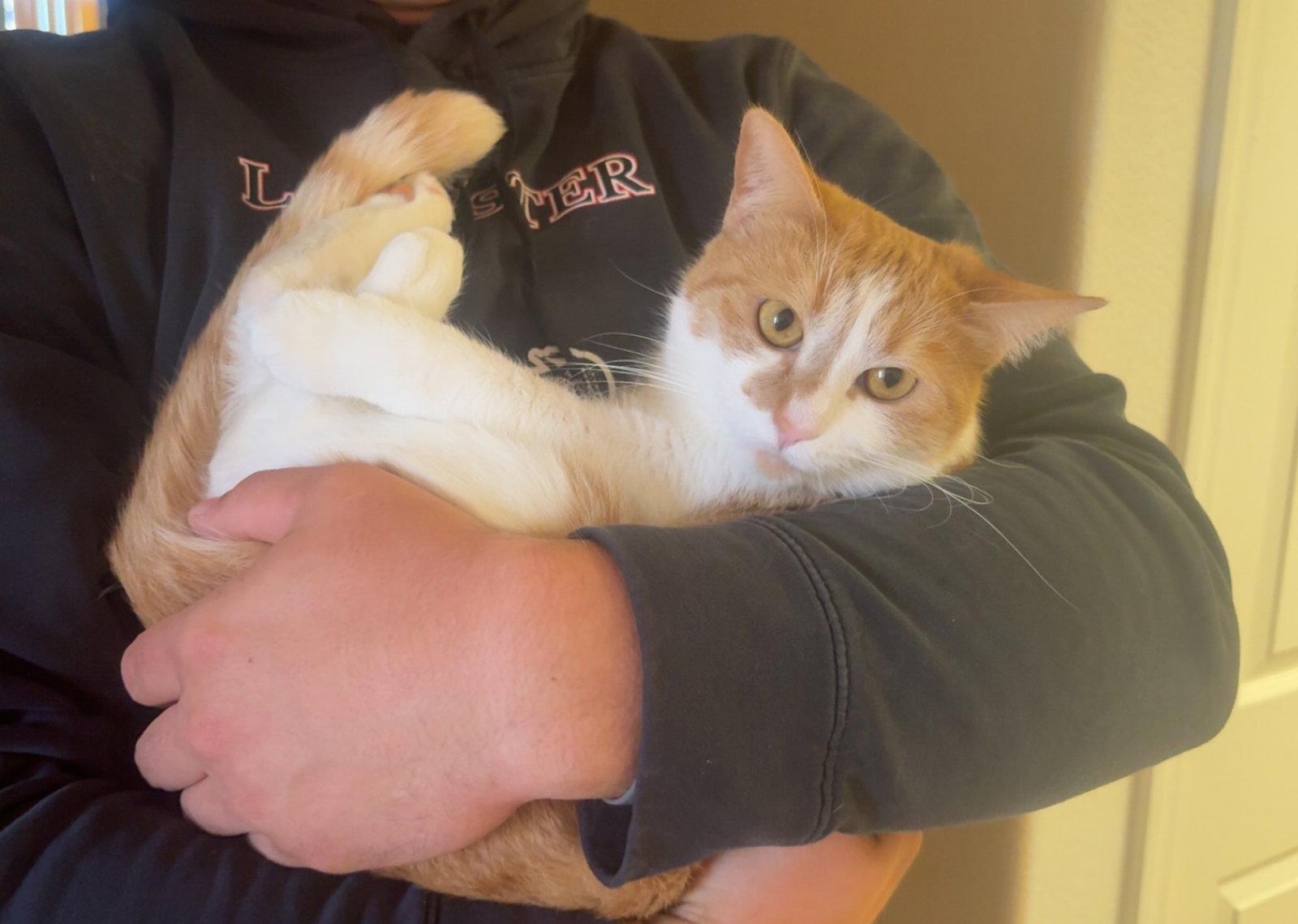 Gingersnap, Adopted, Young Female Domestic Short Hair.