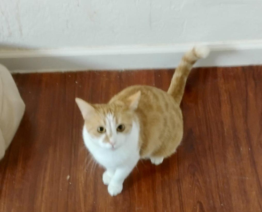 Enlarge Gingersnap, a Adopted Domestic Short Hair in Glendale, AZ image 2/3