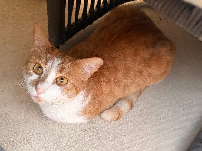 Enlarge Gingersnap, a Adopted Domestic Short Hair in Glendale, AZ image 3/3