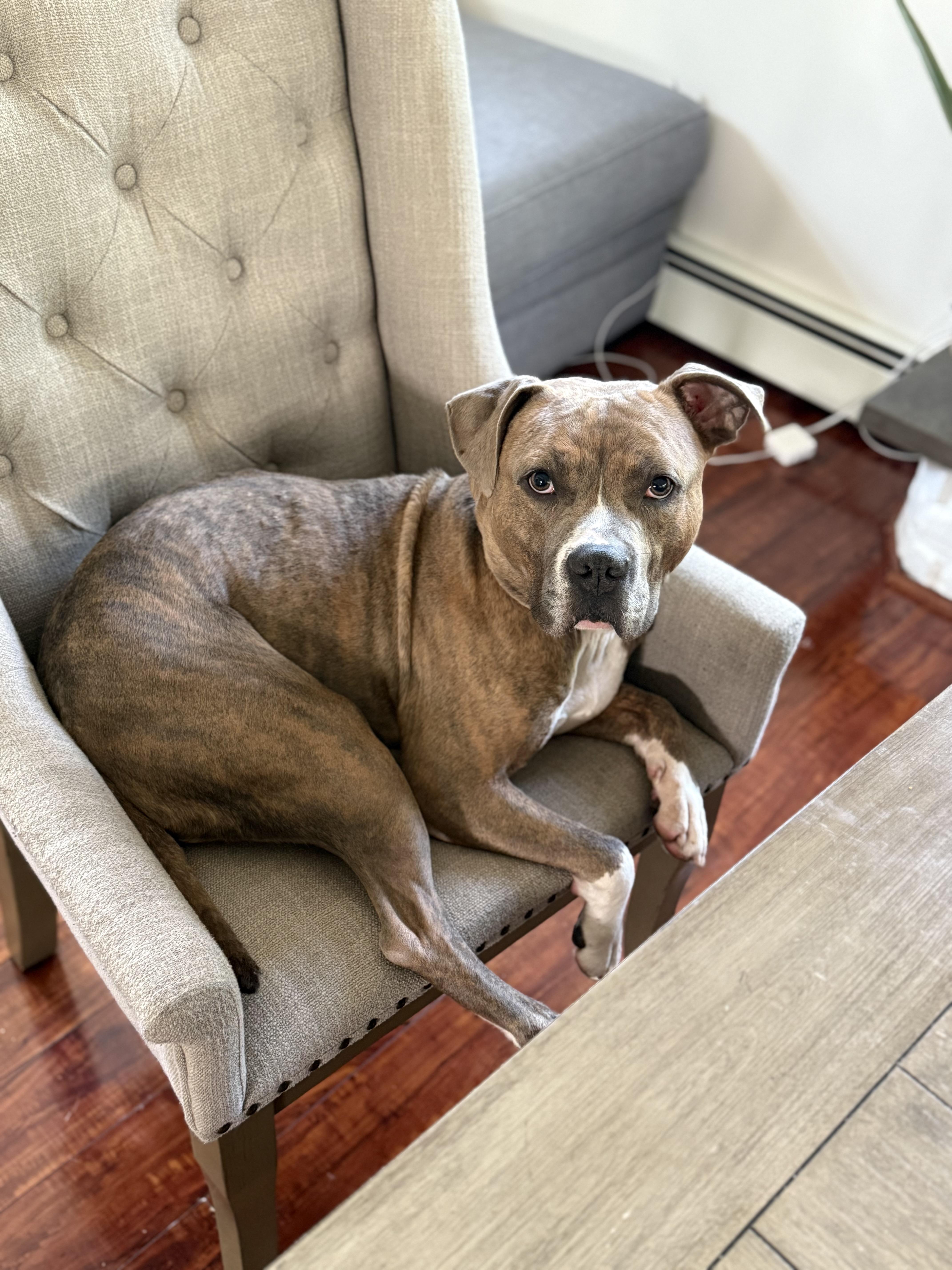 Bam Bam, a Adoptable Mixed Breed in Plainview, NY image 2/5