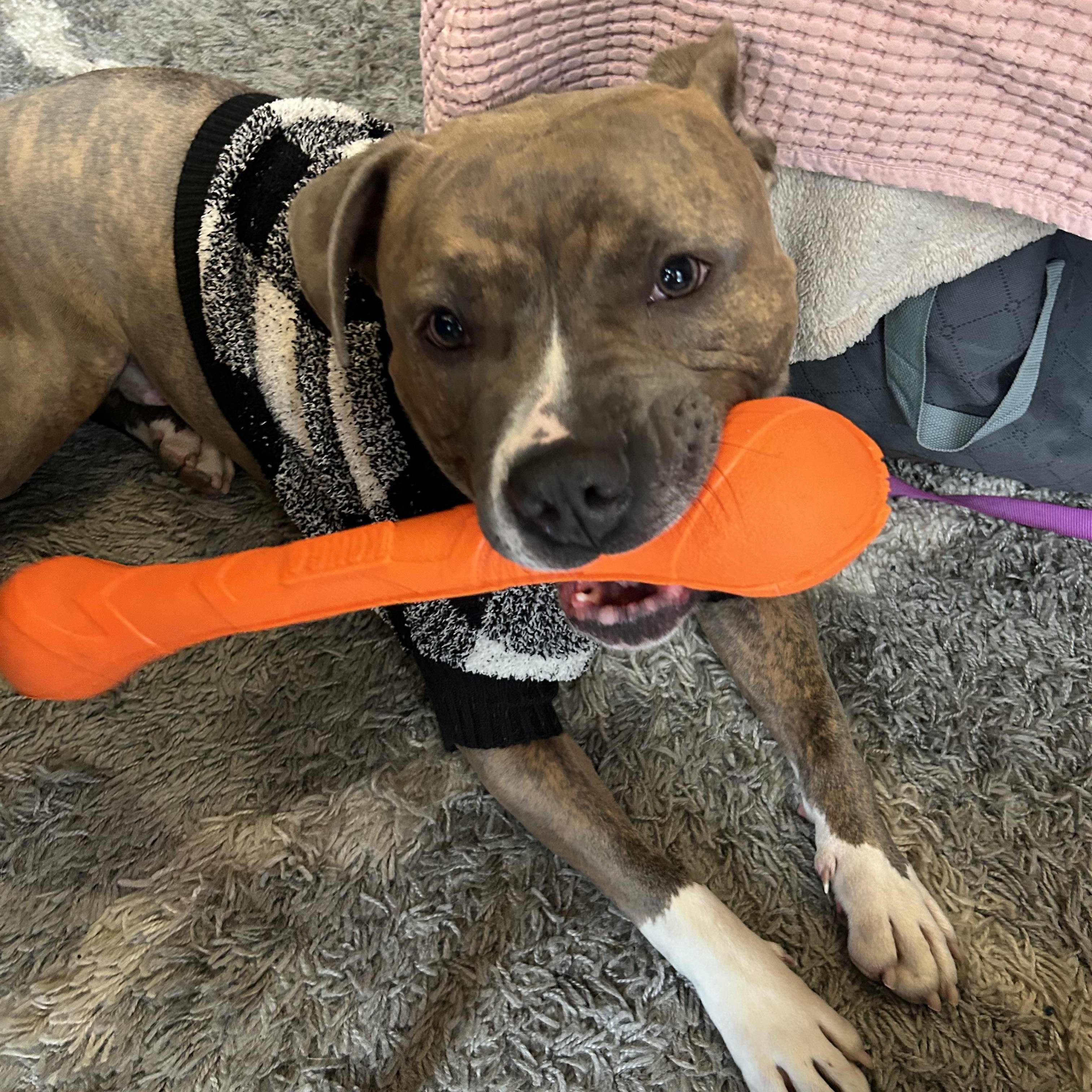 Bam Bam, a Adoptable Mixed Breed in Plainview, NY image 3/5