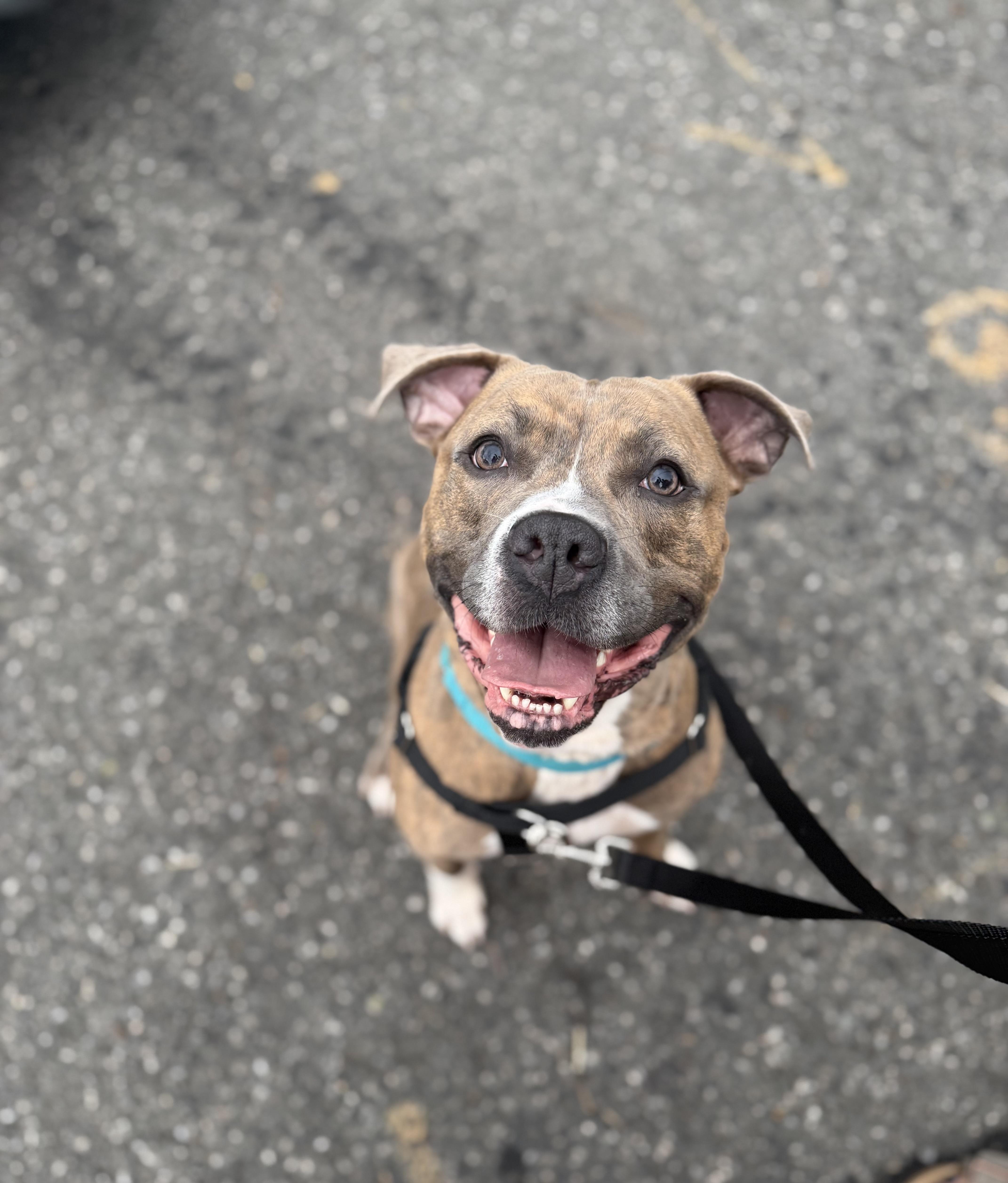 Bam Bam, a Adoptable Mixed Breed in Plainview, NY image 4/5