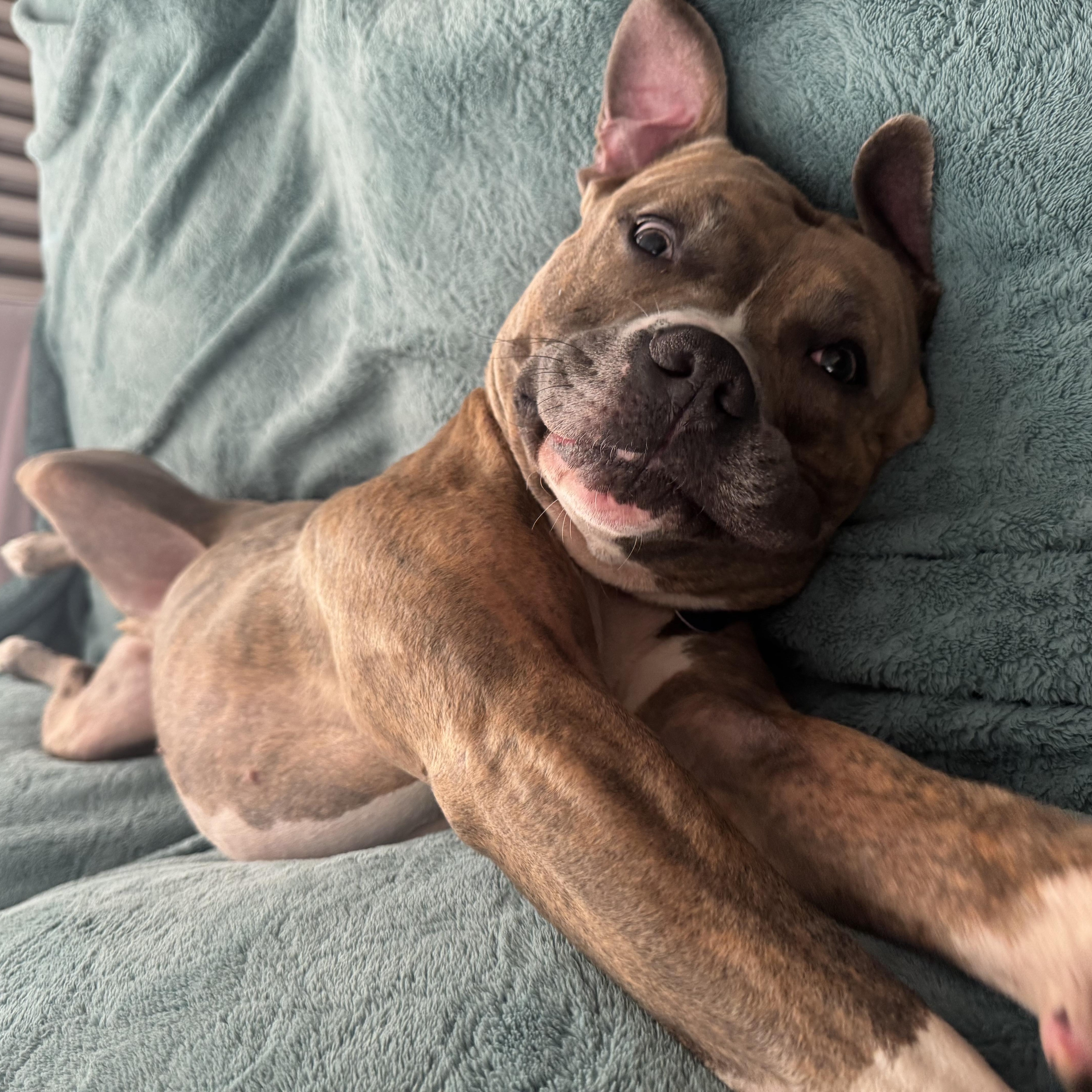 Bam Bam, a Adoptable Mixed Breed in Plainview, NY image 5/5