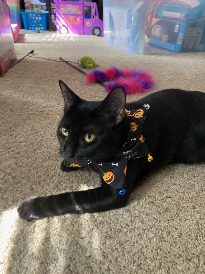 Phoebe, Adoptable, Adult Female Domestic Short Hair.