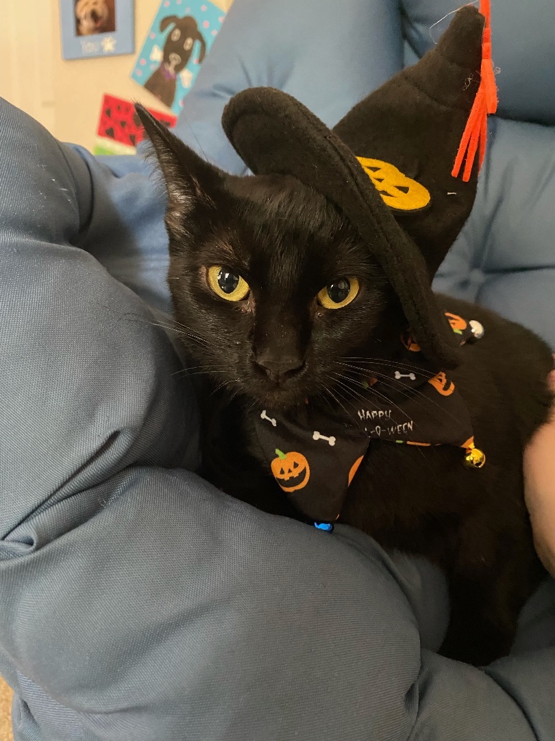 Enlarge Phoebe, a Adoptable mixed breed in Waltham, MA image 2/5