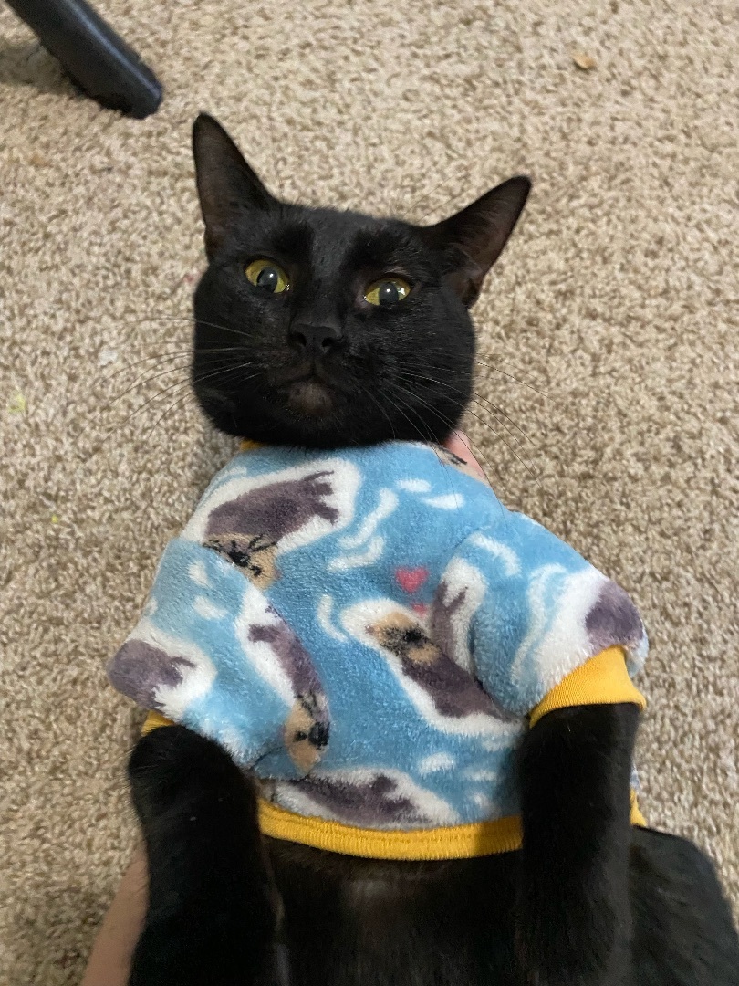 Enlarge Phoebe, a Adoptable mixed breed in Waltham, MA image 3/5