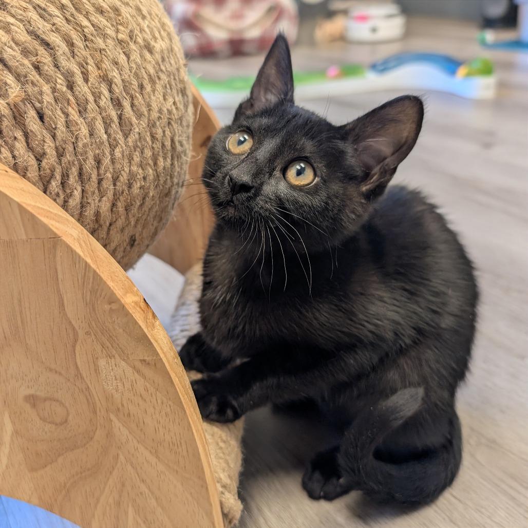 Mocha, Adoptable, Kitten Female Domestic Short Hair.