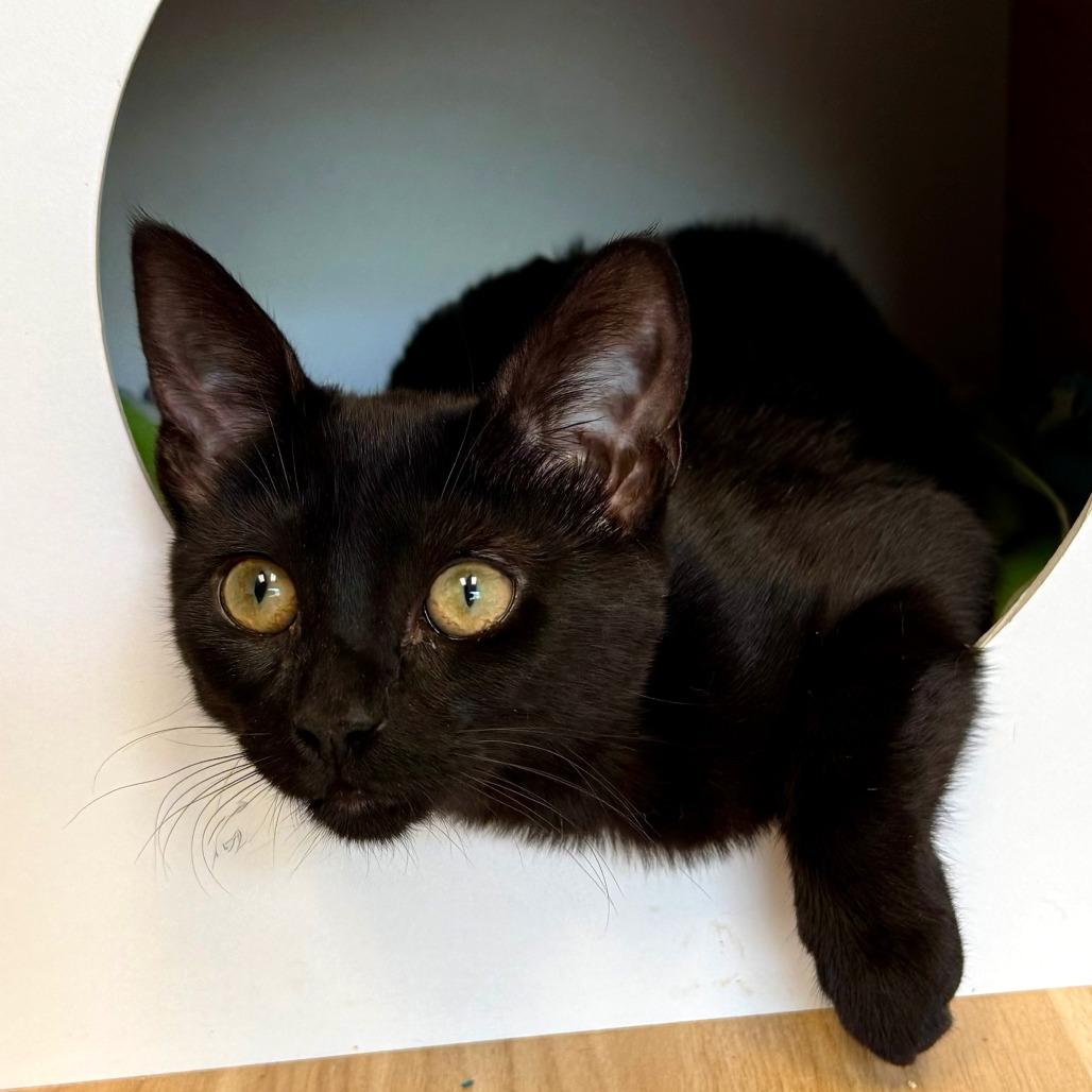Enlarge Mocha, a Adoptable Domestic Short Hair in Pleasant Hill, CA image 2/3