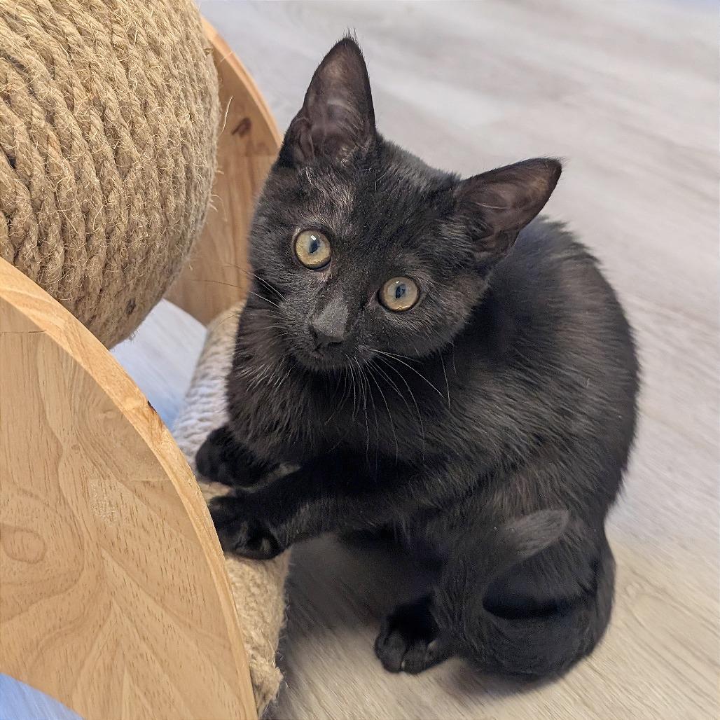 Enlarge Mocha, a Adoptable Domestic Short Hair in Pleasant Hill, CA image 3/3