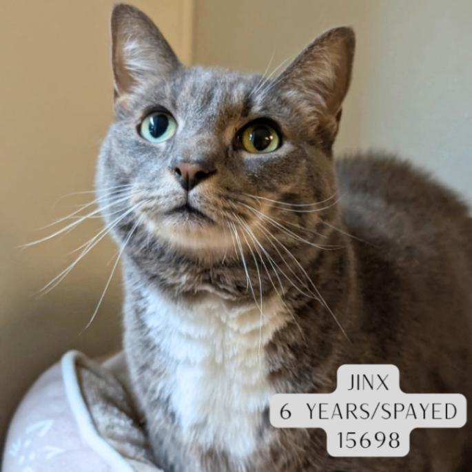 Jinx, Adoptable, Adult Female Domestic Medium Hair.
