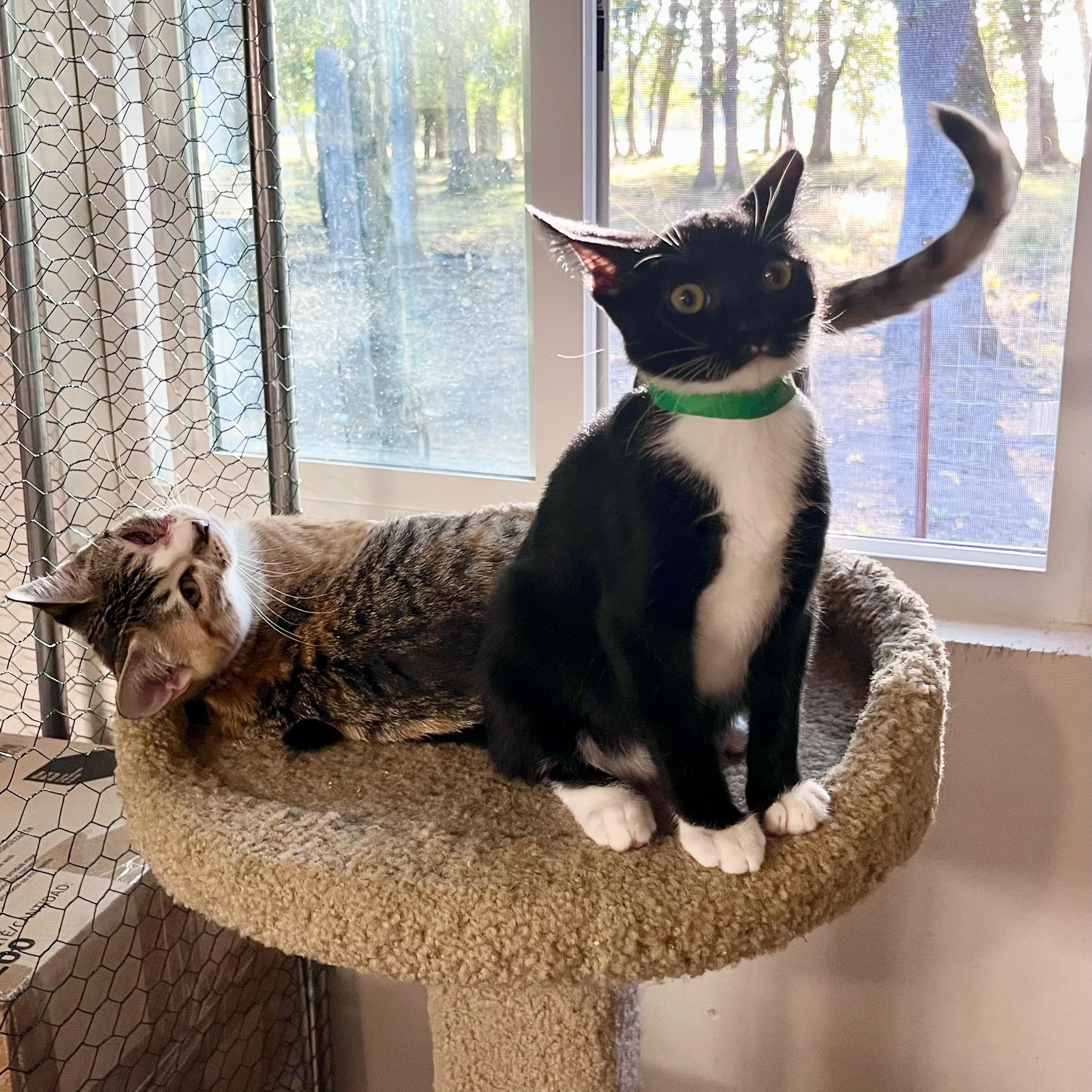Enlarge Larry, a Adoptable Domestic Short Hair in Eugene, OR image 2/4