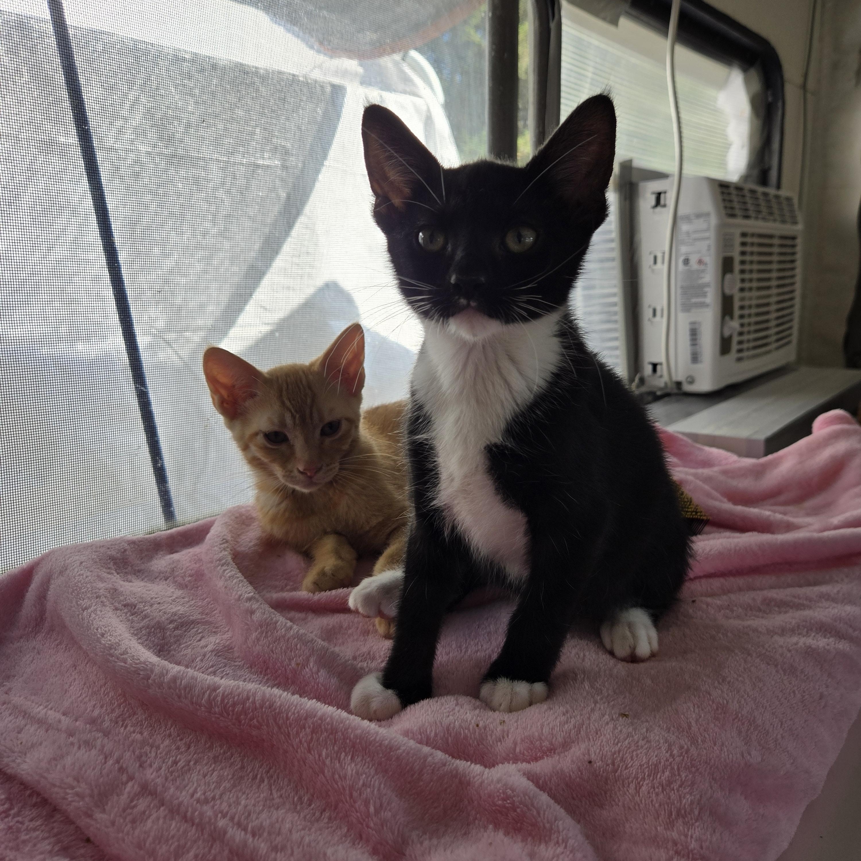 Larry, Adoptable, Kitten Male Domestic Short Hair.